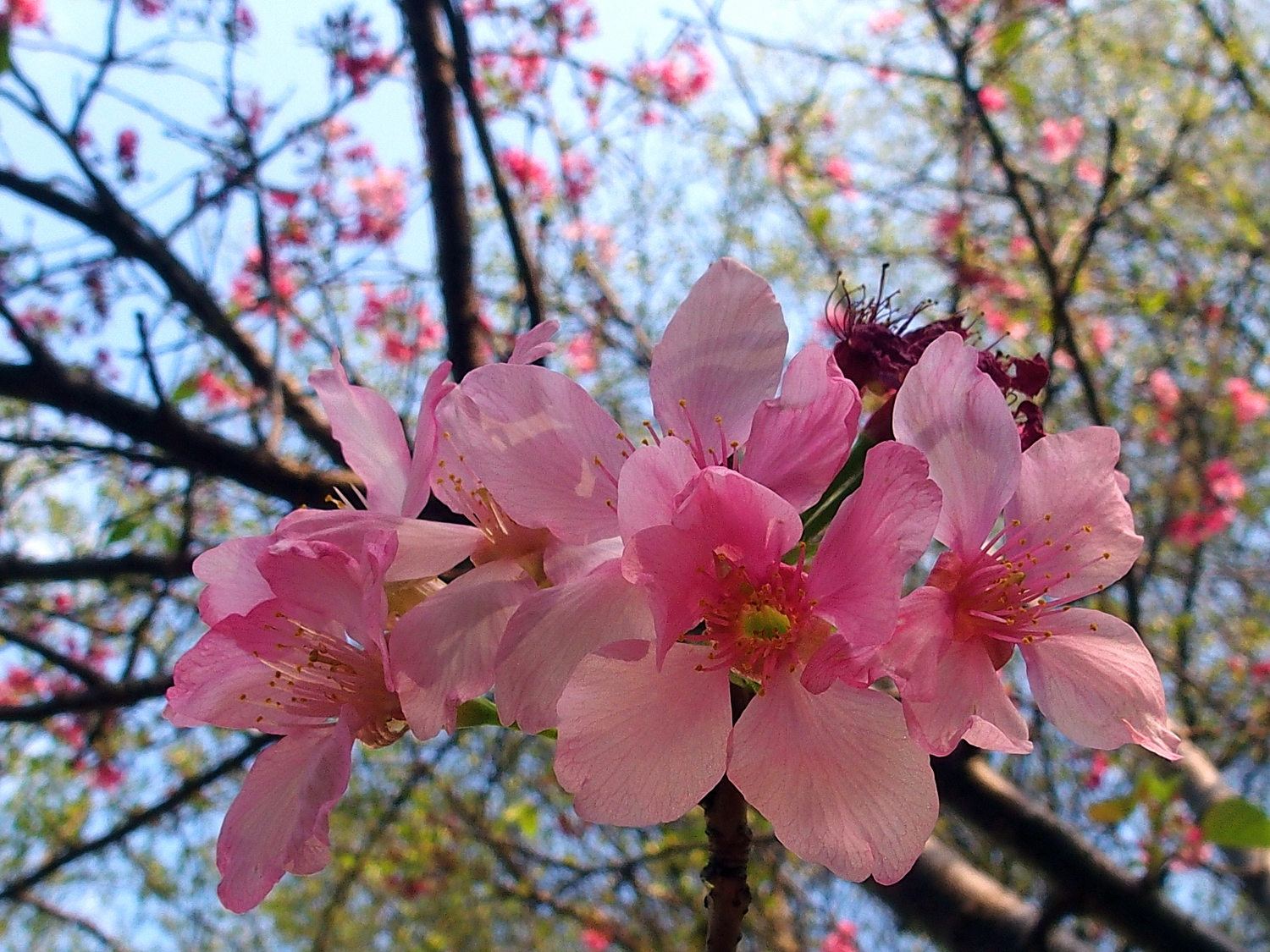 陳永鑑櫻桃花作品20250407b.JPG
