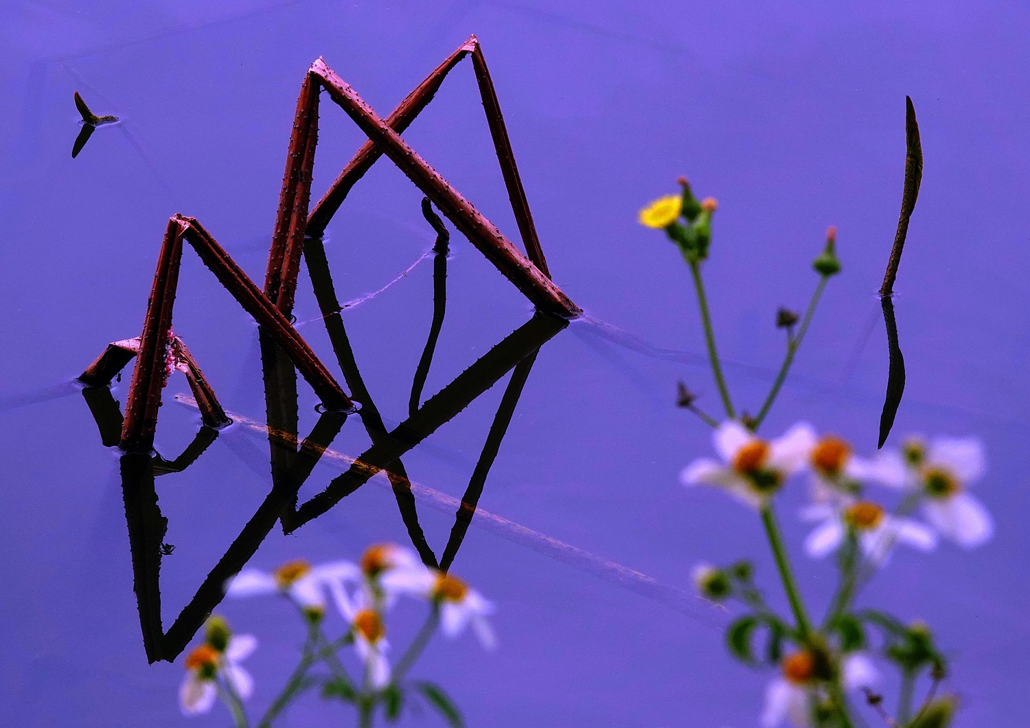 陳永鑑_荷花作品_20250402i.JPG