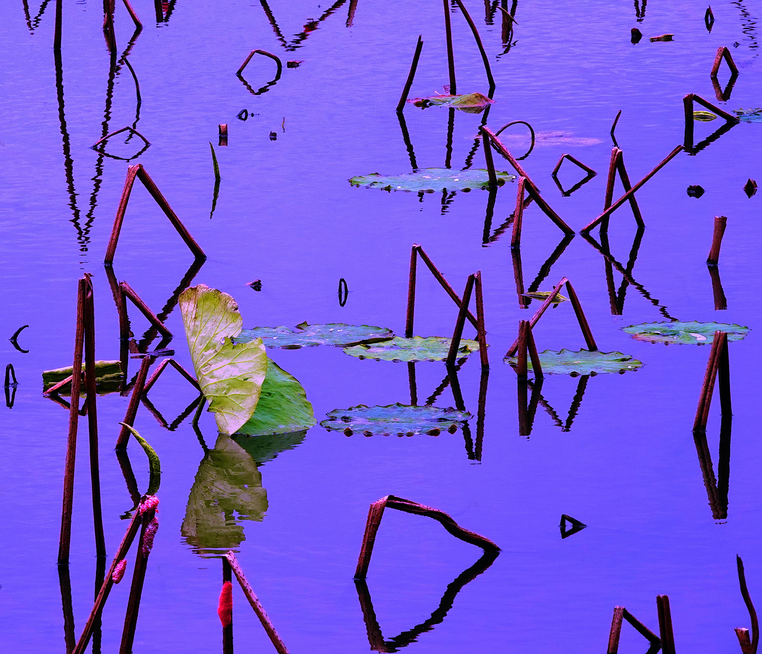 陳永鑑_荷花作品_20250403e.JPG