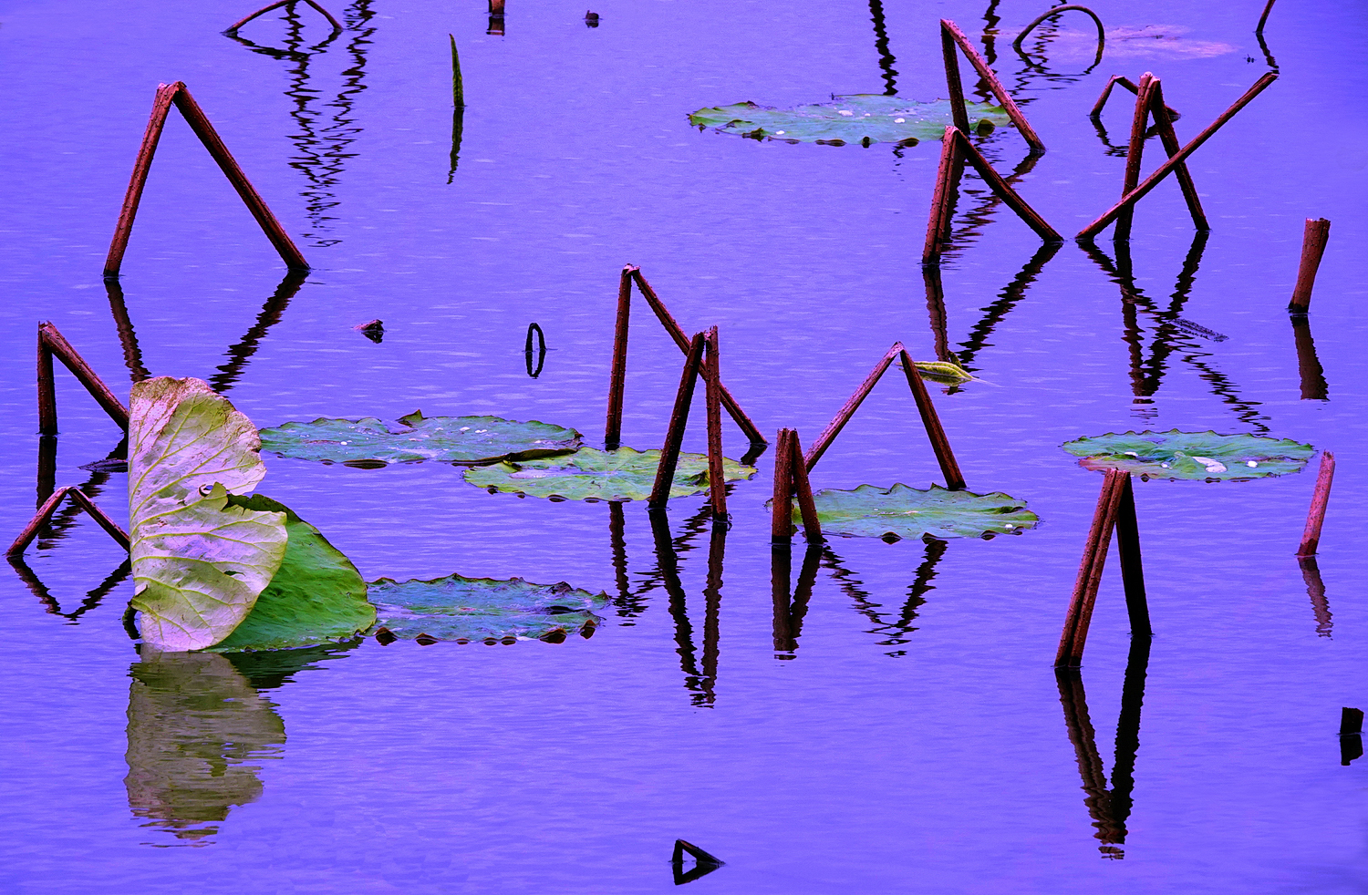 陳永鑑_荷花作品_20250403c.JPG