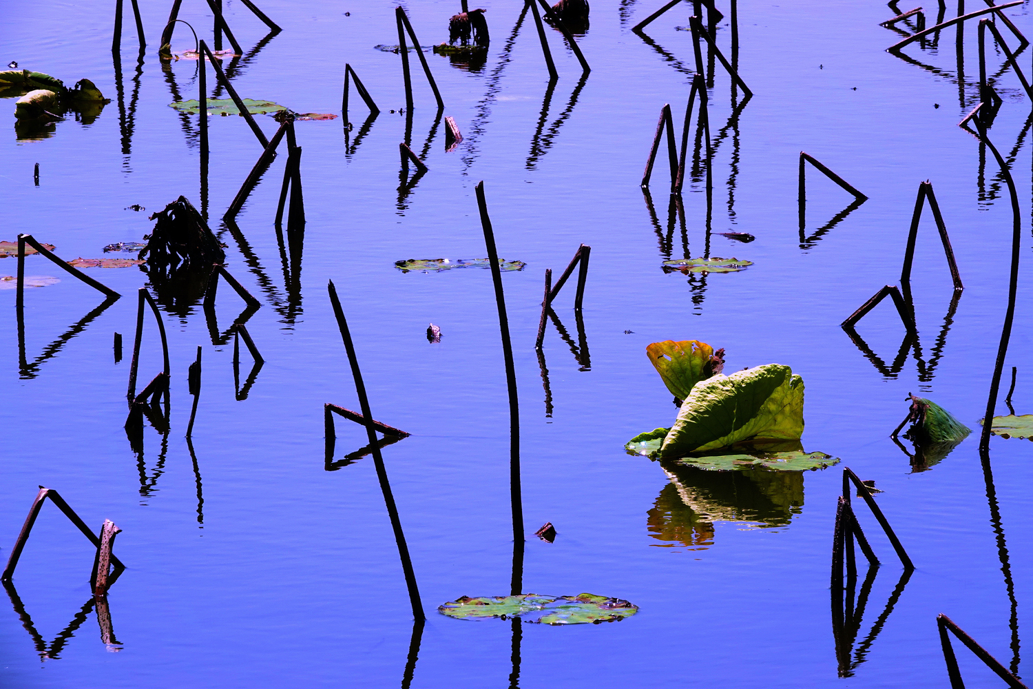 陳永鑑_荷花作品_20250406d.JPG