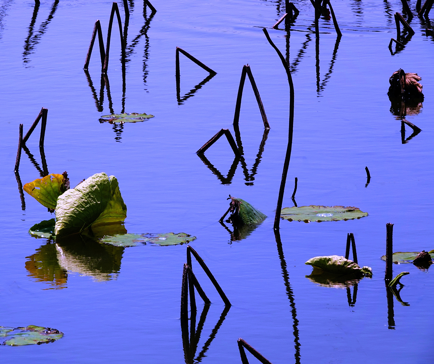 陳永鑑_荷花作品_20250406c.JPG