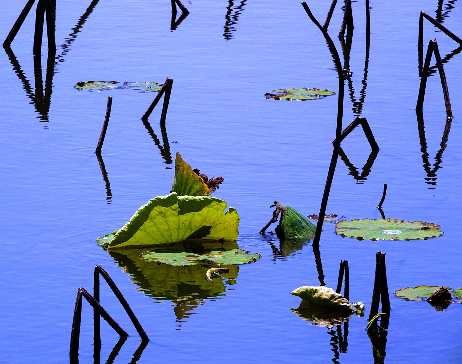 陳永鑑_荷花作品_20250406b.JPG