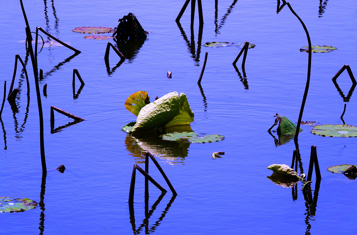 陳永鑑_荷花作品_20250406a.JPG