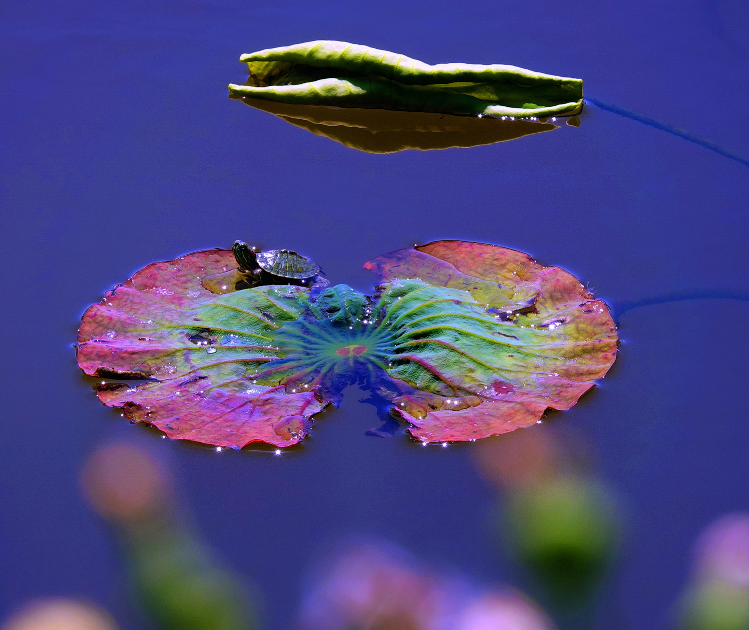 陳永鑑_荷花作品_20250406h.JPG