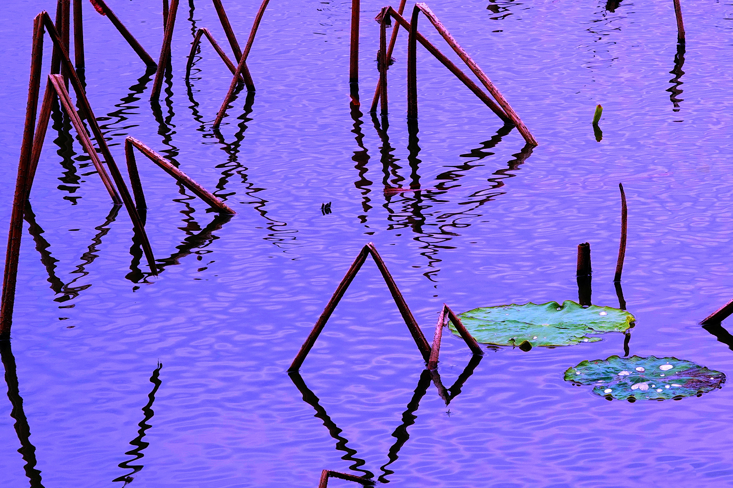 陳永鑑_荷花作品_20250408e.JPG