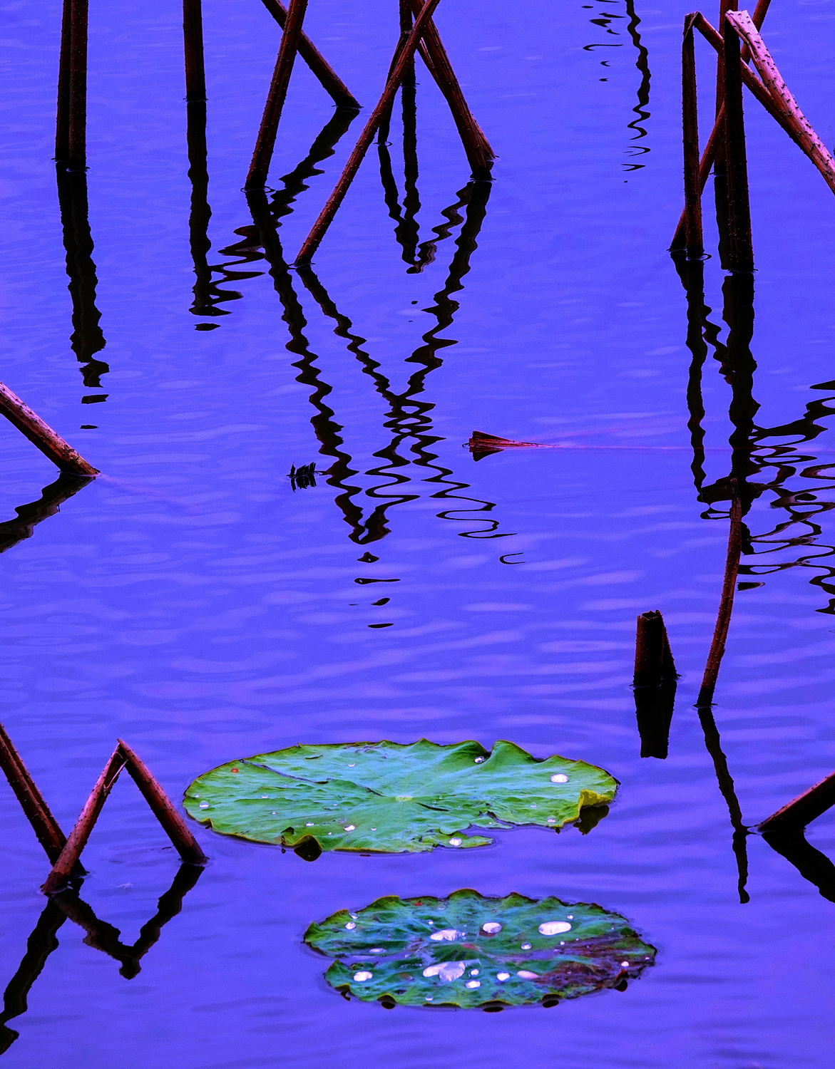 陳永鑑_荷花作品_20250408d.JPG