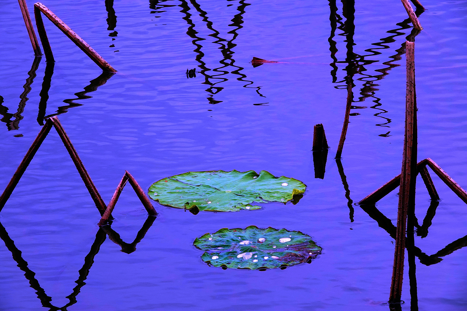 陳永鑑_荷花作品_20250408b.JPG