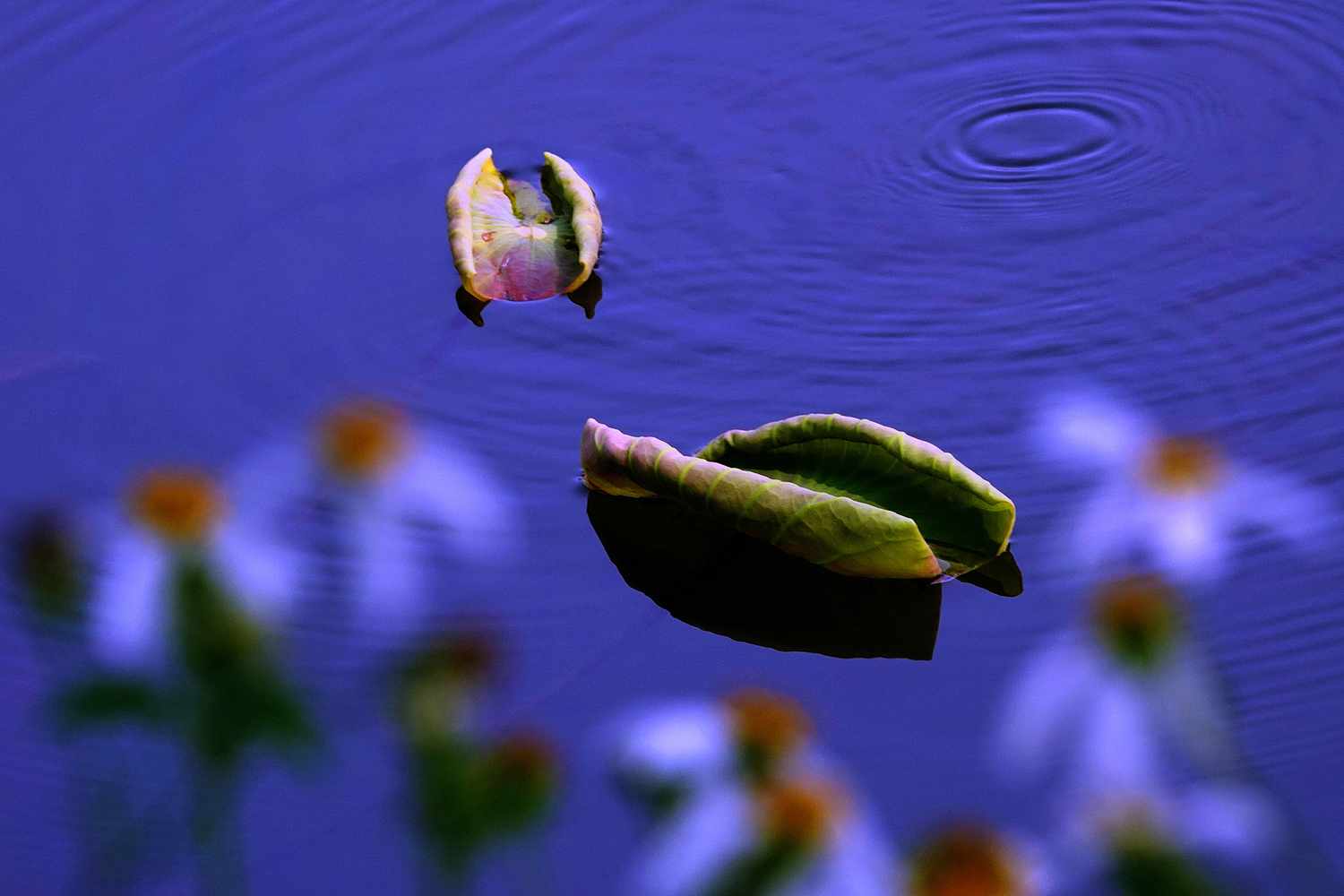 陳永鑑_荷花作品_20250408i.JPG