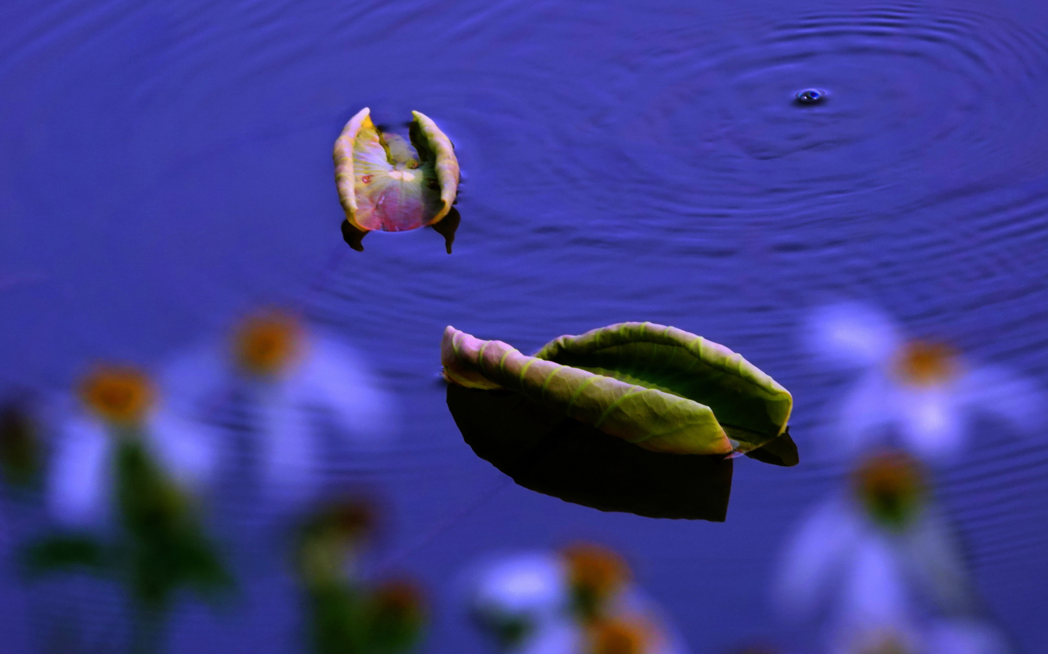 陳永鑑_荷花作品_20250408h.JPG