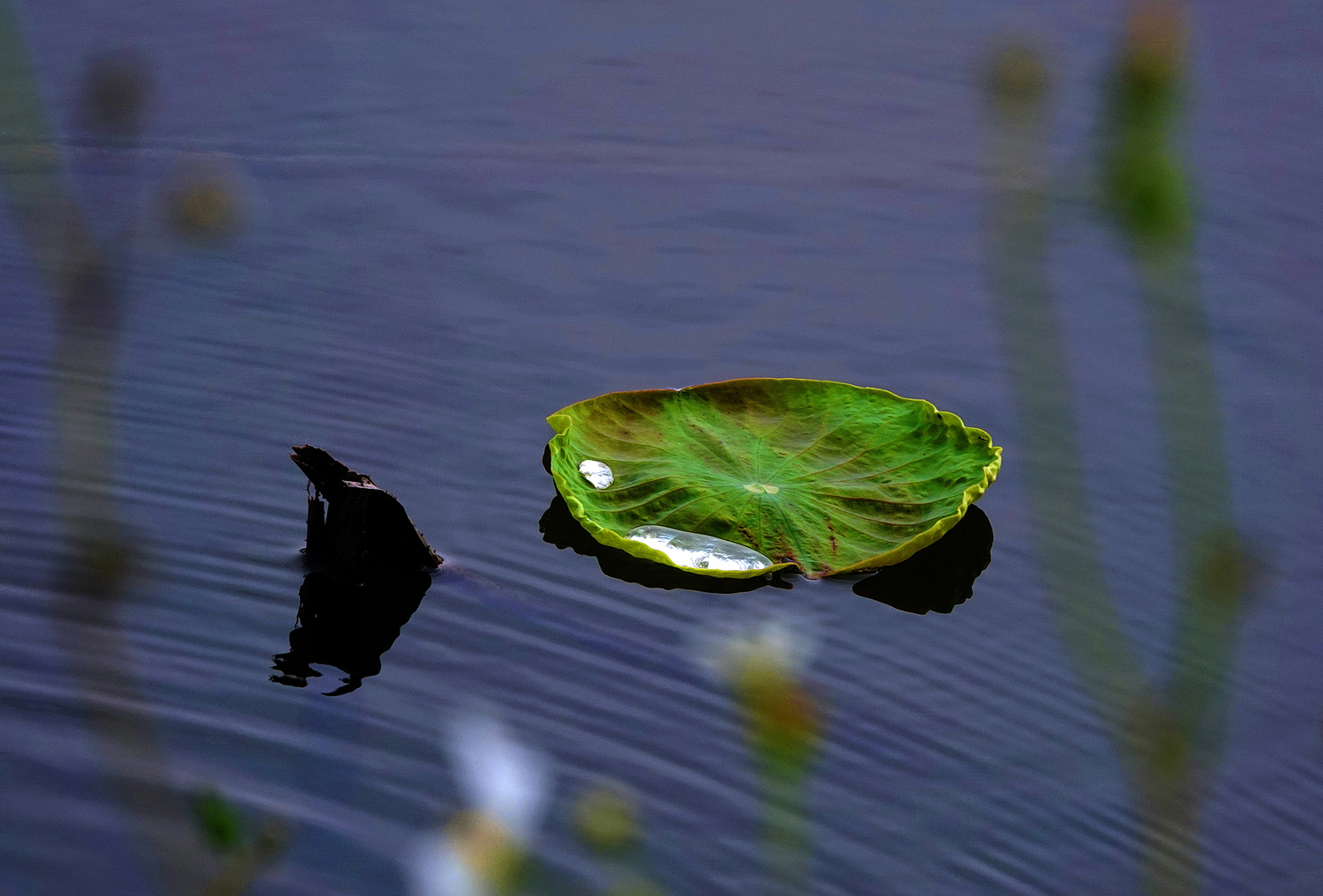 陳永鑑_荷花作品_20250410b.JPG