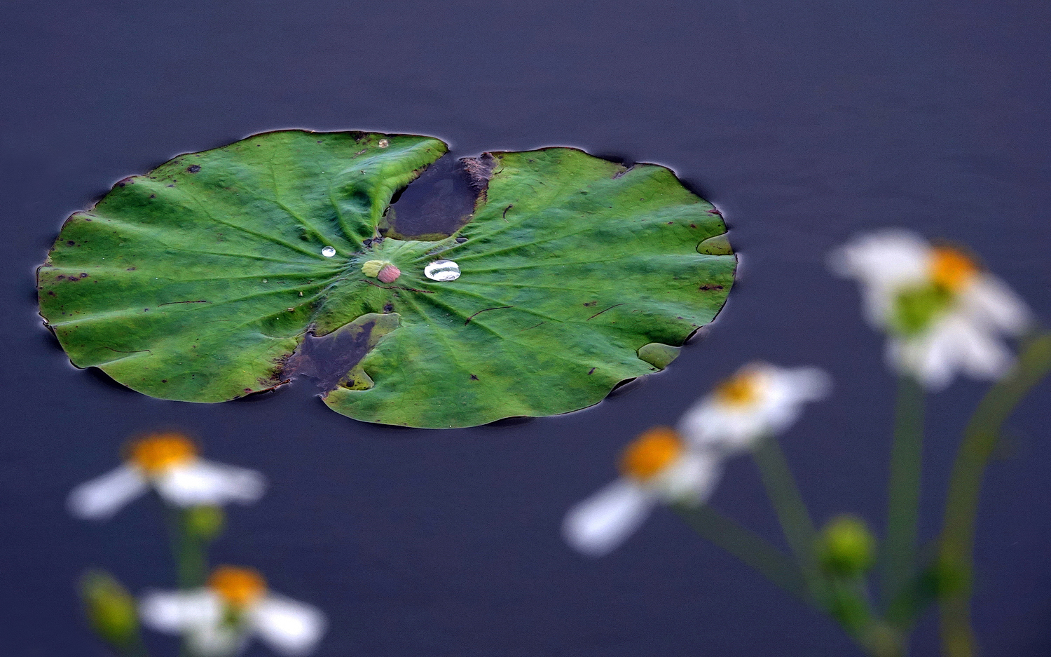 陳永鑑_荷花作品_20250409b.JPG