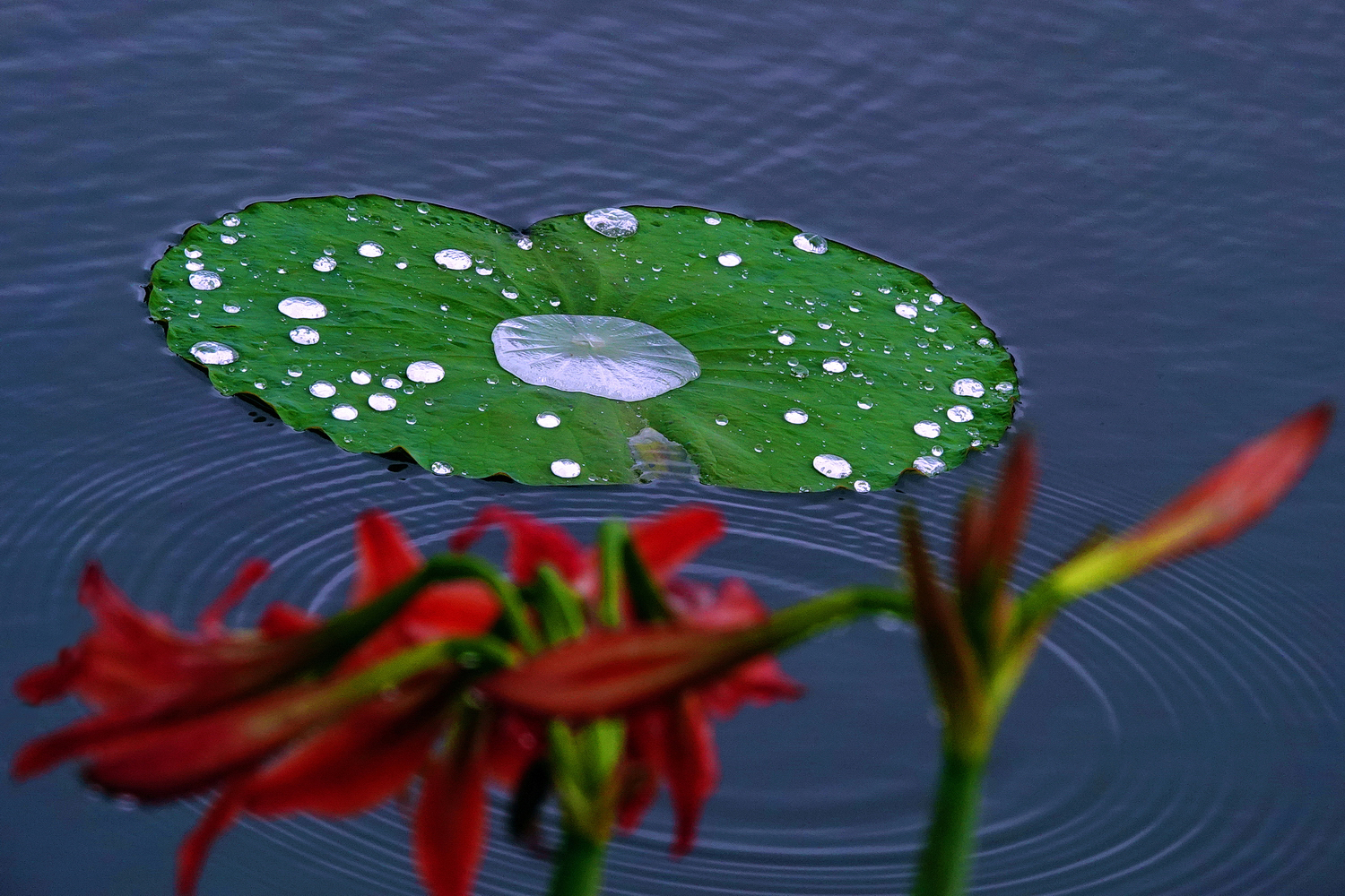 陳永鑑_荷花作品_20250410l.JPG