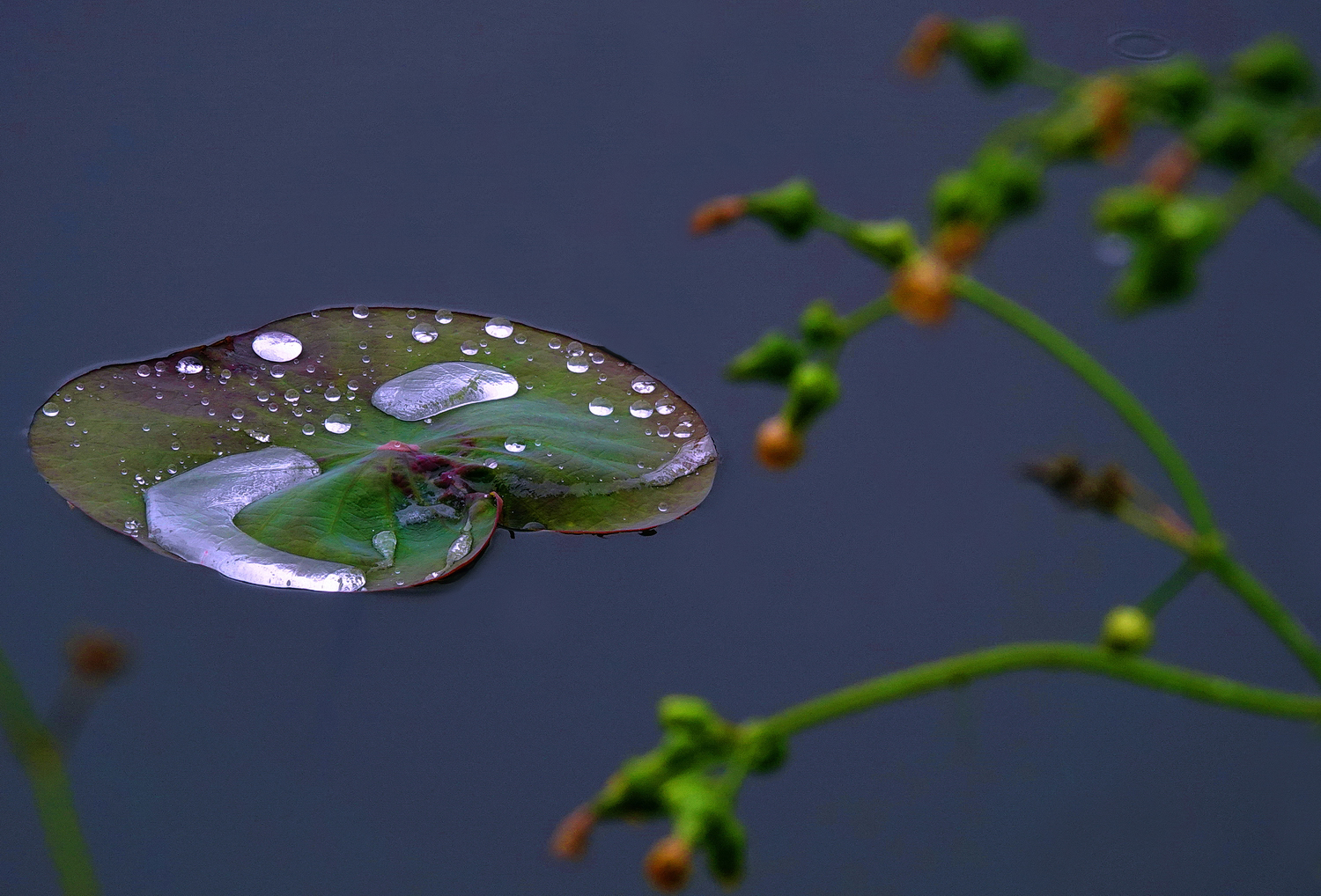 陳永鑑_荷花作品_20250410i.JPG