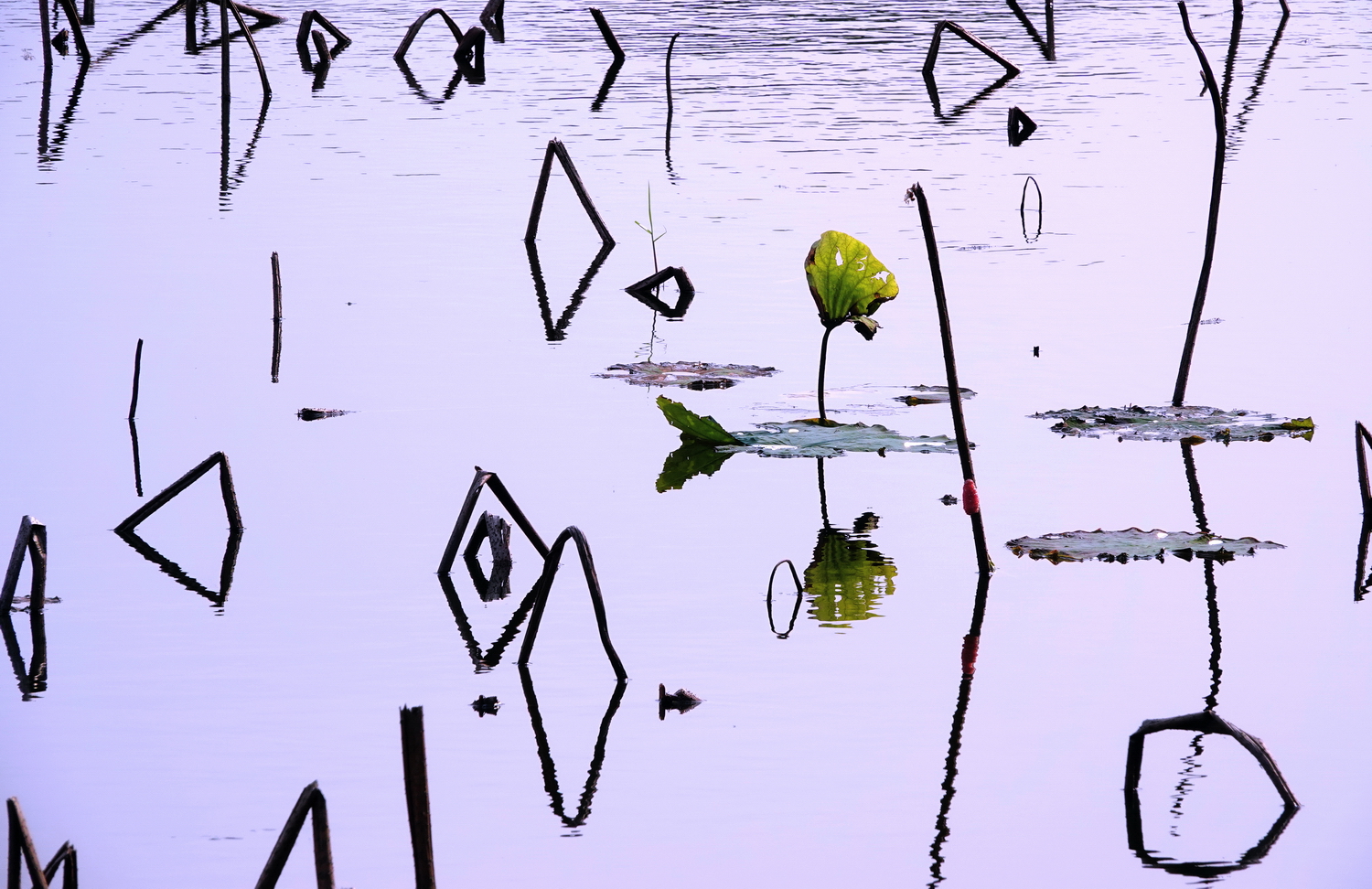 陳永鑑_荷花作品_20250410h.JPG