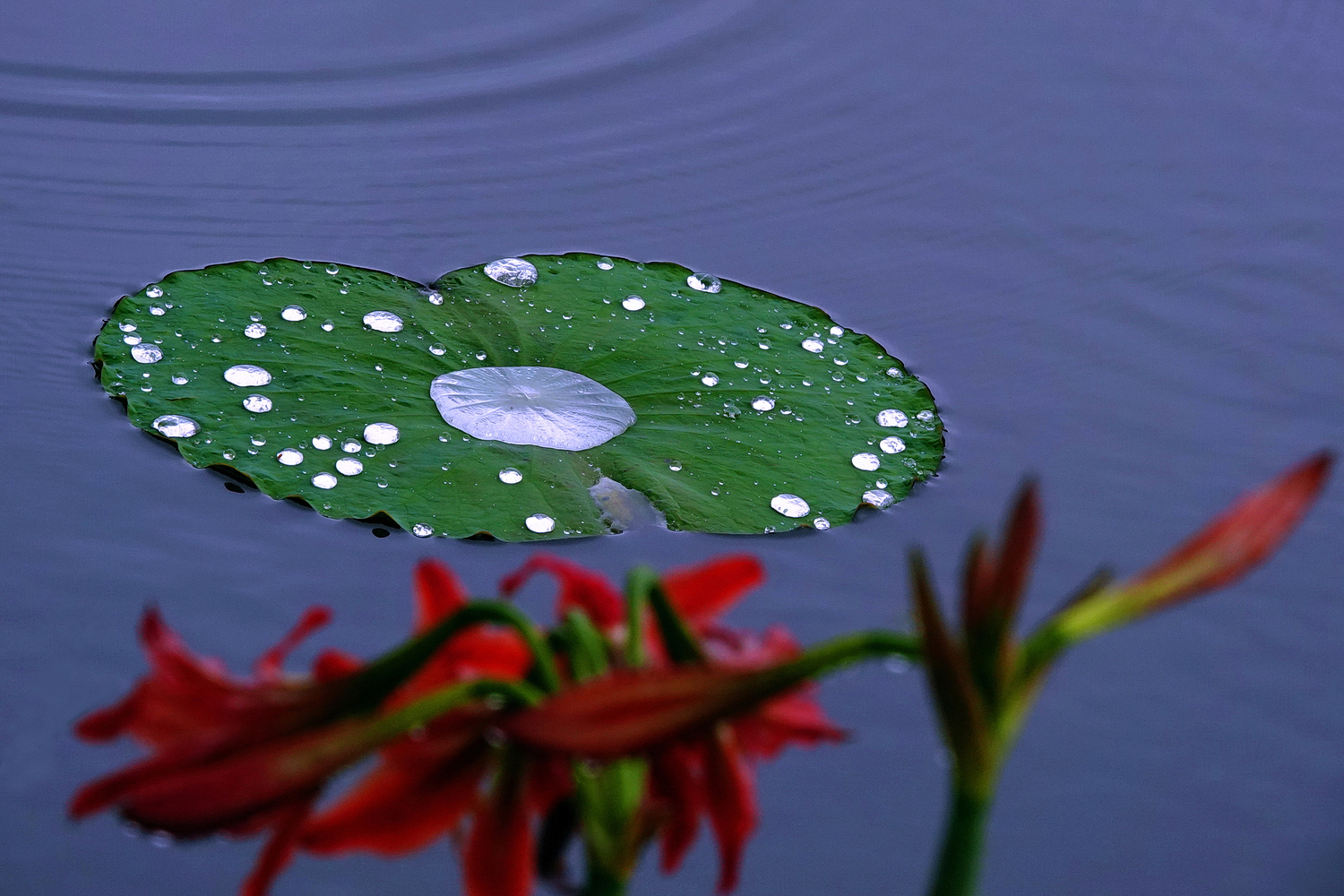陳永鑑_荷花作品_20250410o.JPG