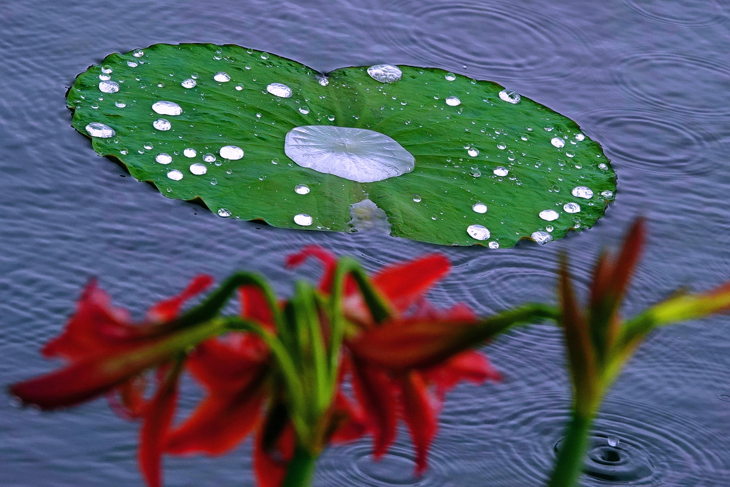 陳永鑑_荷花作品_20250410n.JPG