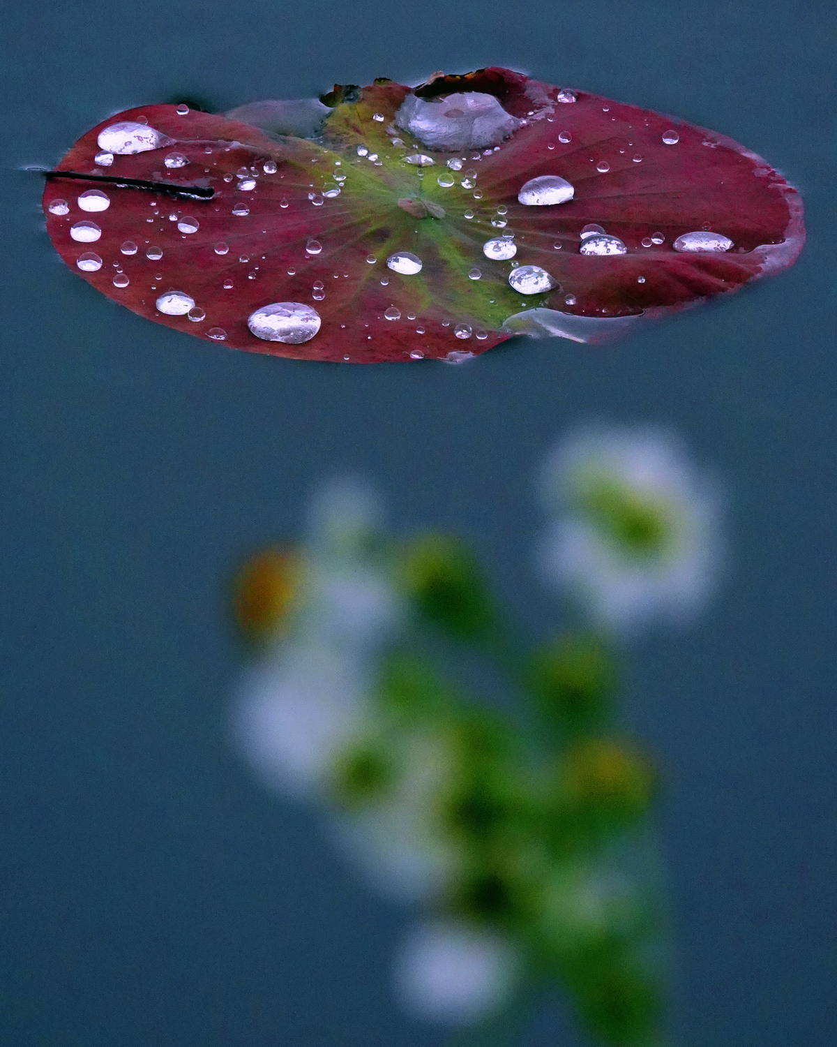 陳永鑑_荷花作品_20250411c.JPG