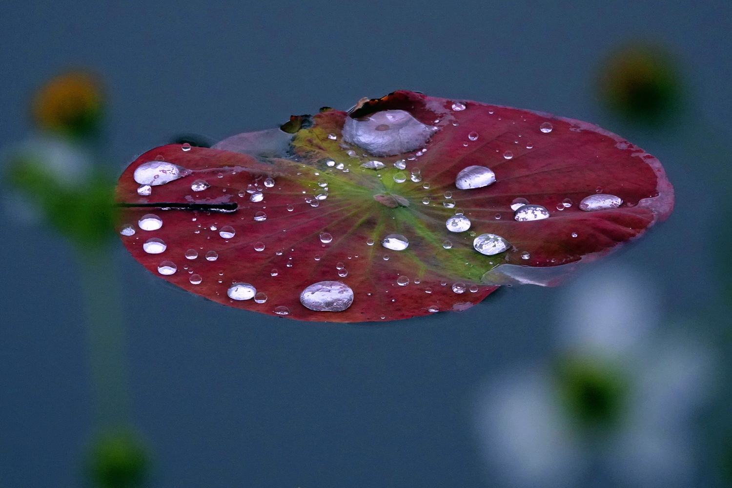 陳永鑑_荷花作品_20250411a.JPG