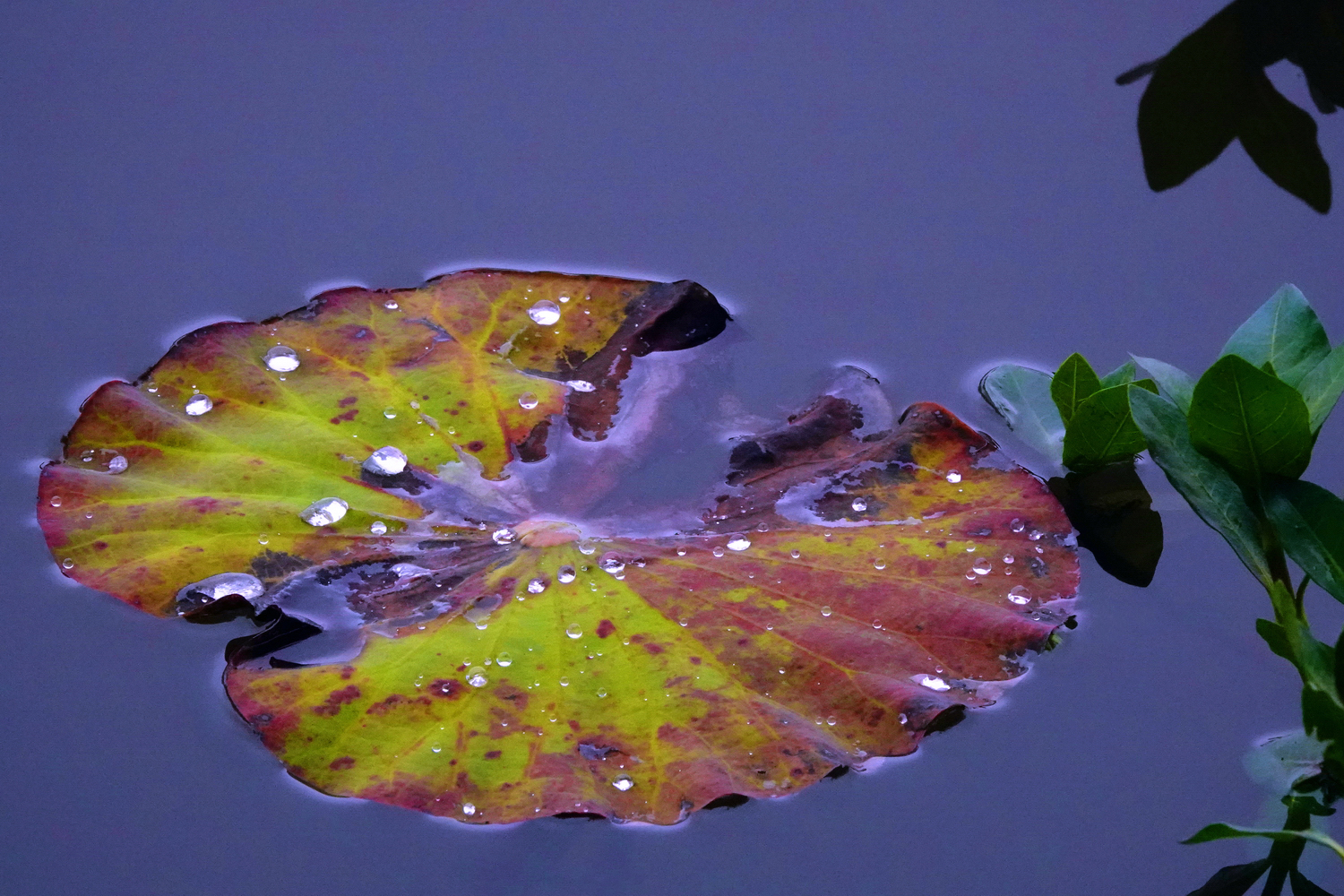 陳永鑑_荷花作品_20250410t.JPG