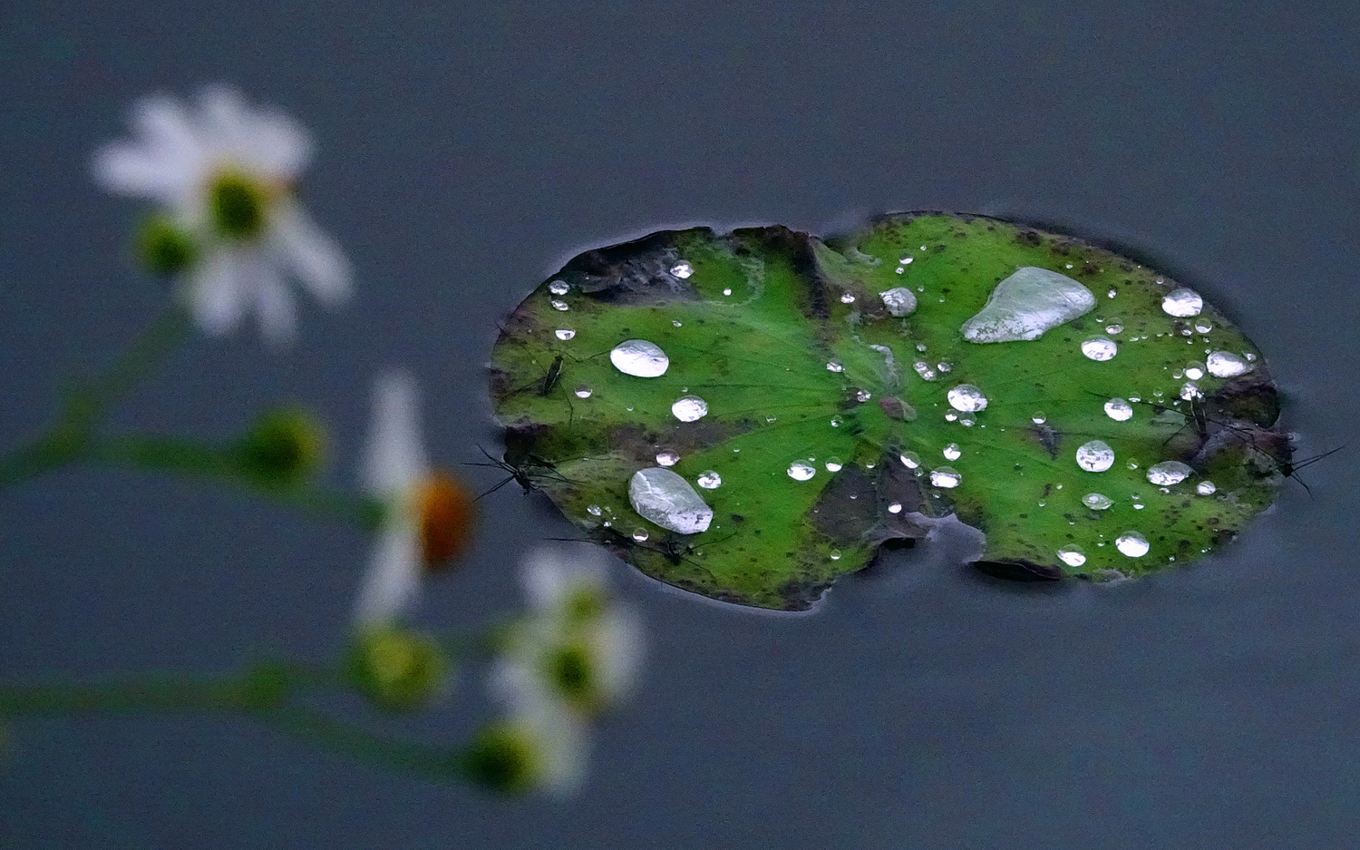 陳永鑑_荷花作品_20250411h.JPG