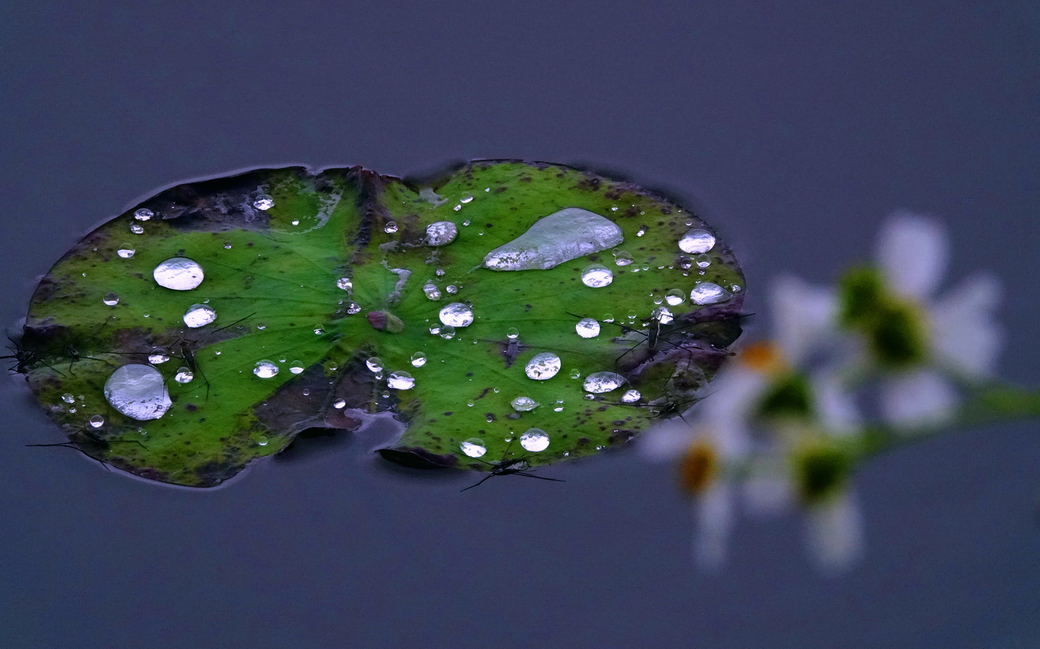 陳永鑑_荷花作品_20250411g.JPG
