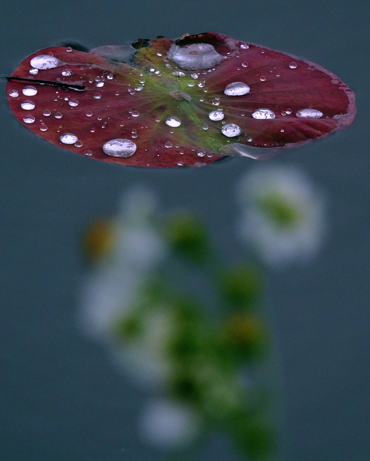 陳永鑑_荷花作品_20250411f.JPG