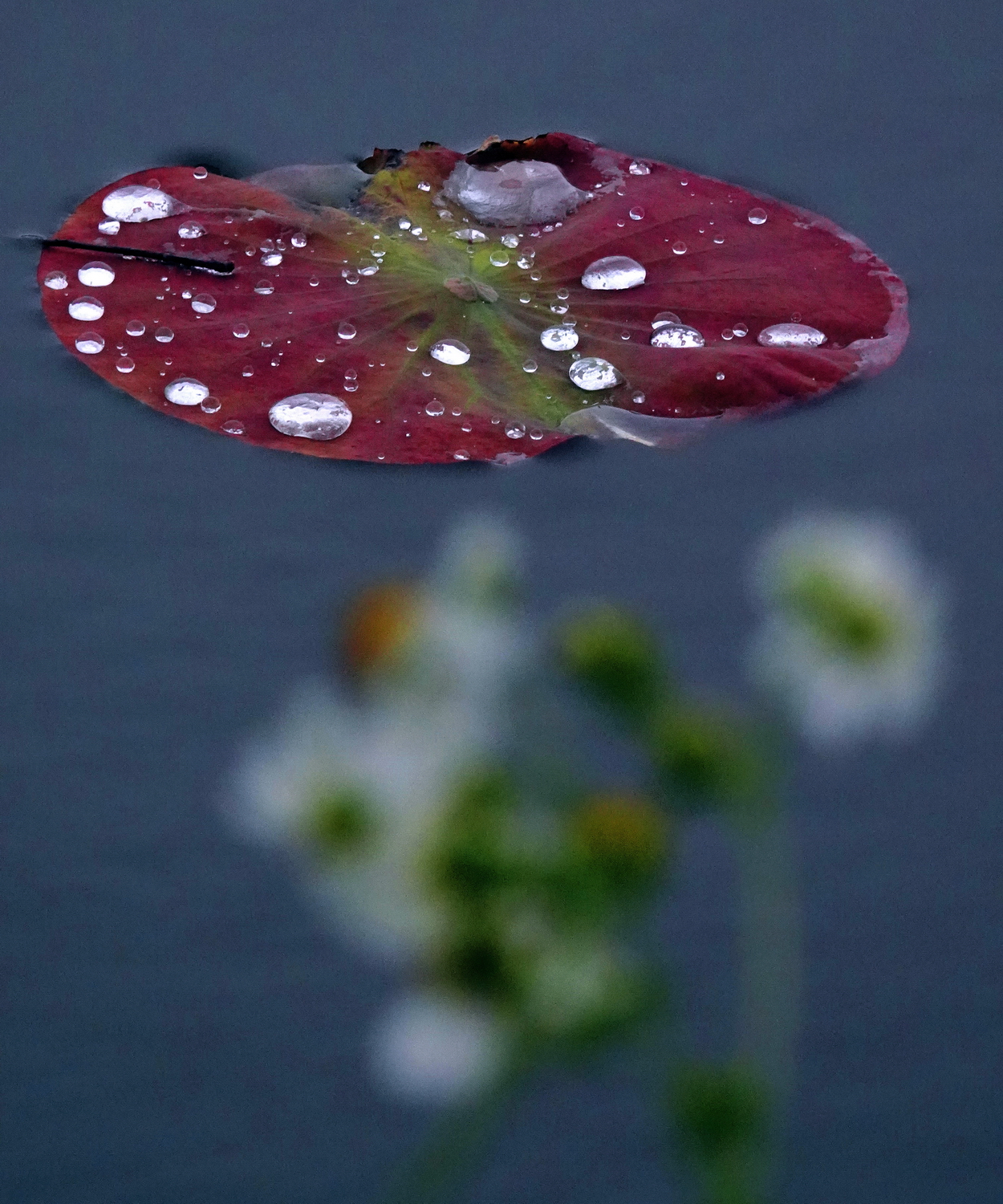 陳永鑑_荷花作品_20250411e.JPG