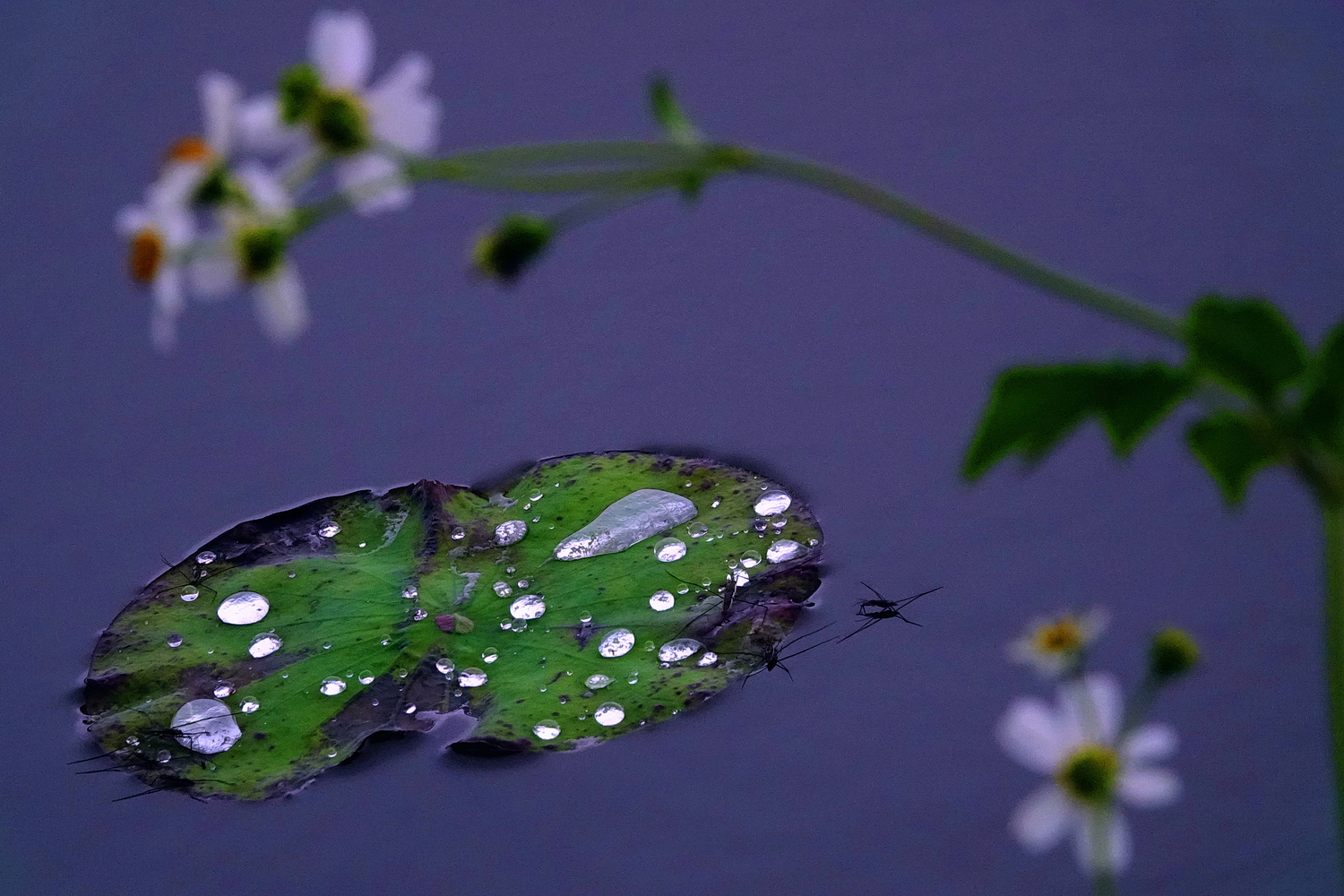 陳永鑑_荷花作品_20250413b.JPG