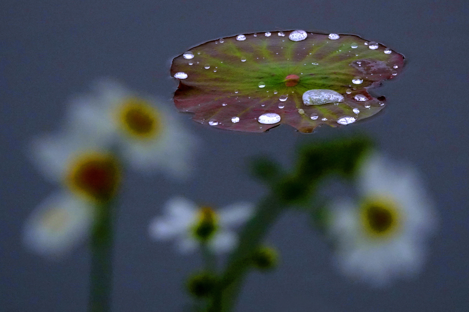 陳永鑑_荷花作品_20250413j.JPG