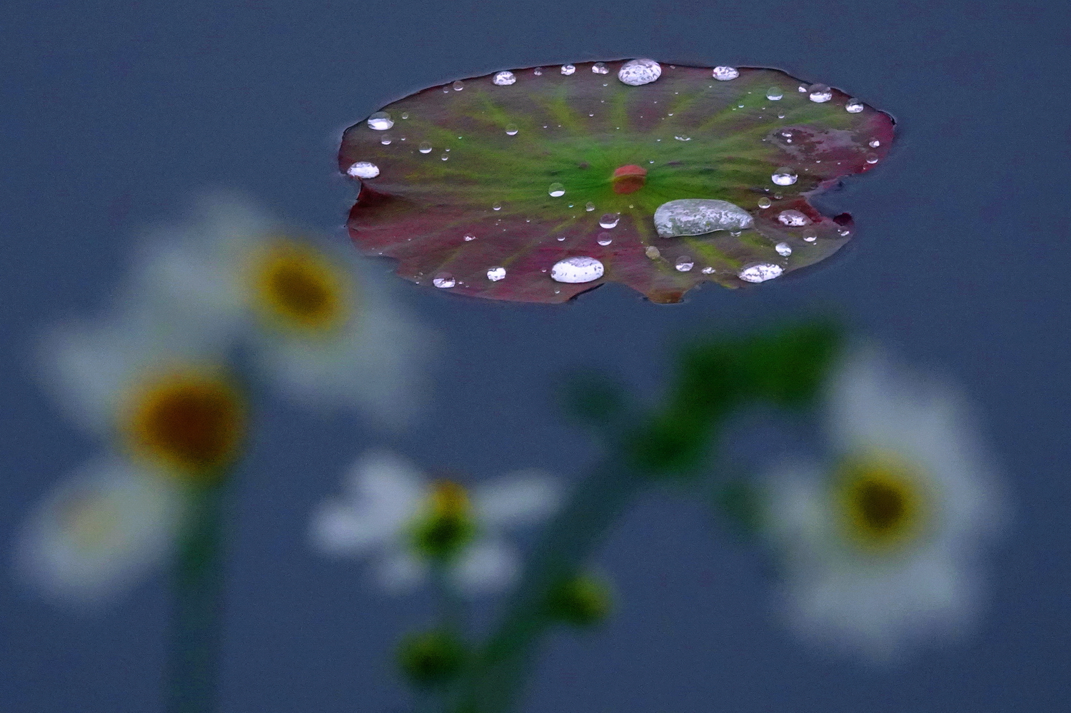 陳永鑑_荷花作品_20250413i.JPG