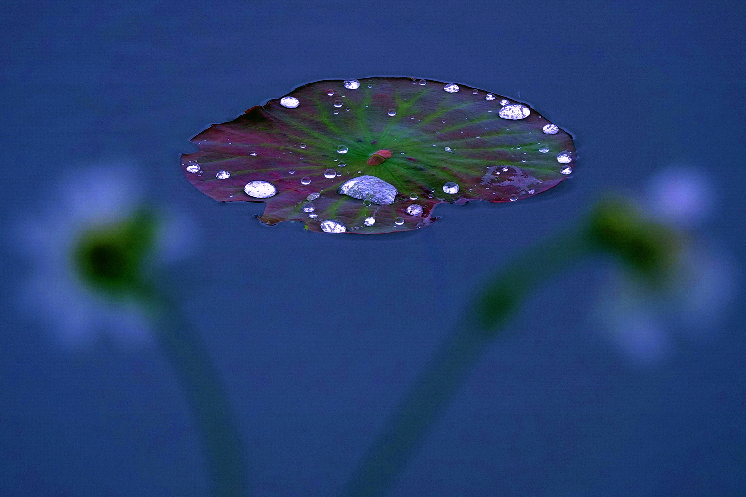 陳永鑑_荷花作品_20250413g.JPG