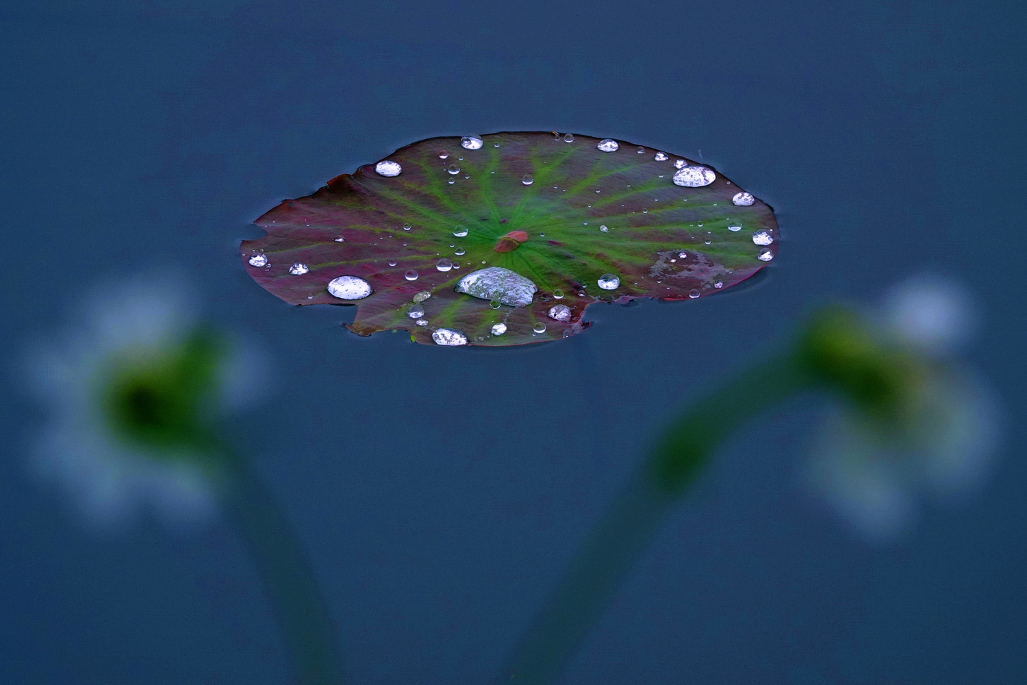 陳永鑑_荷花作品_20250413f.JPG