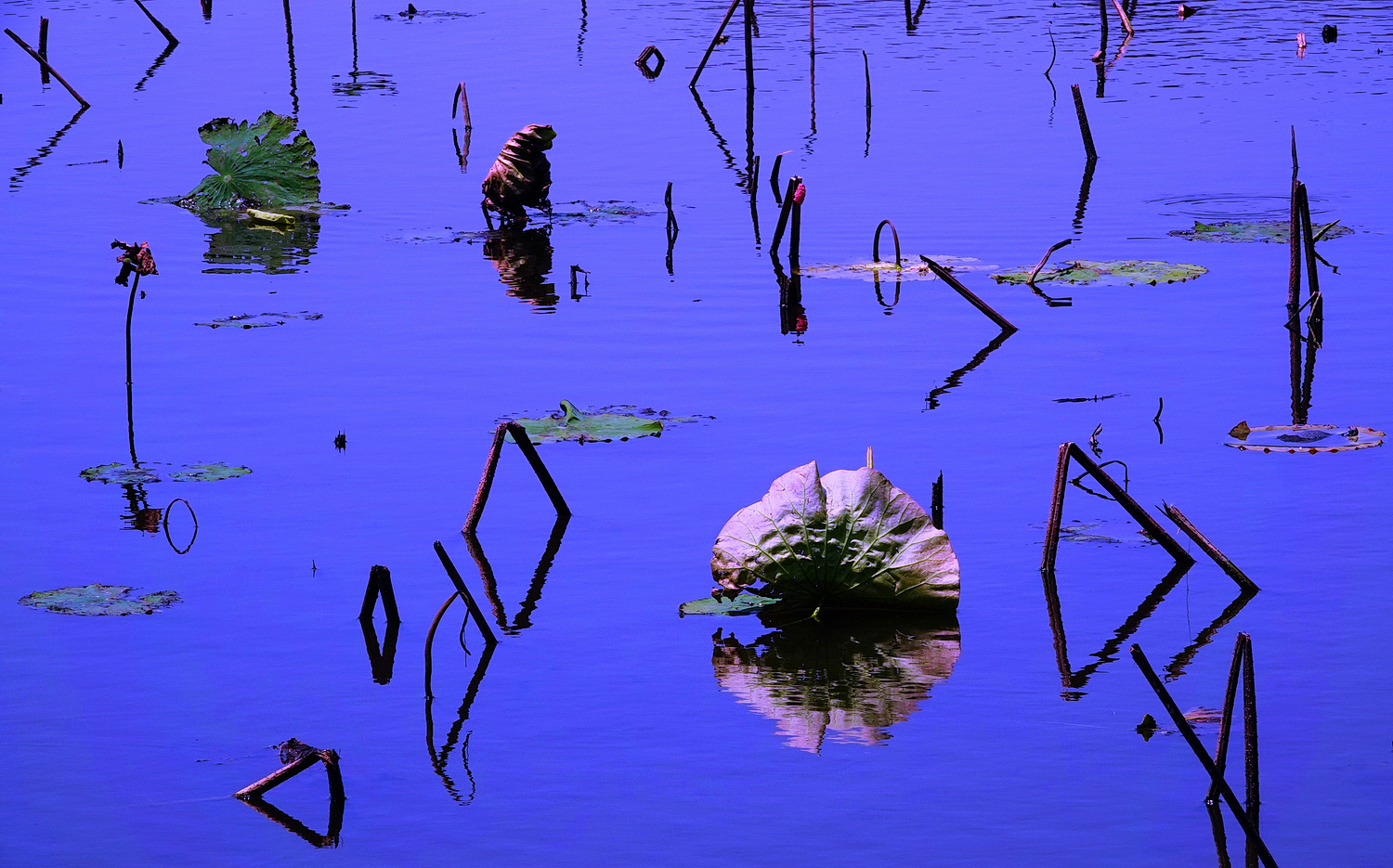 陳永鑑_荷花作品_20250415n.JPG