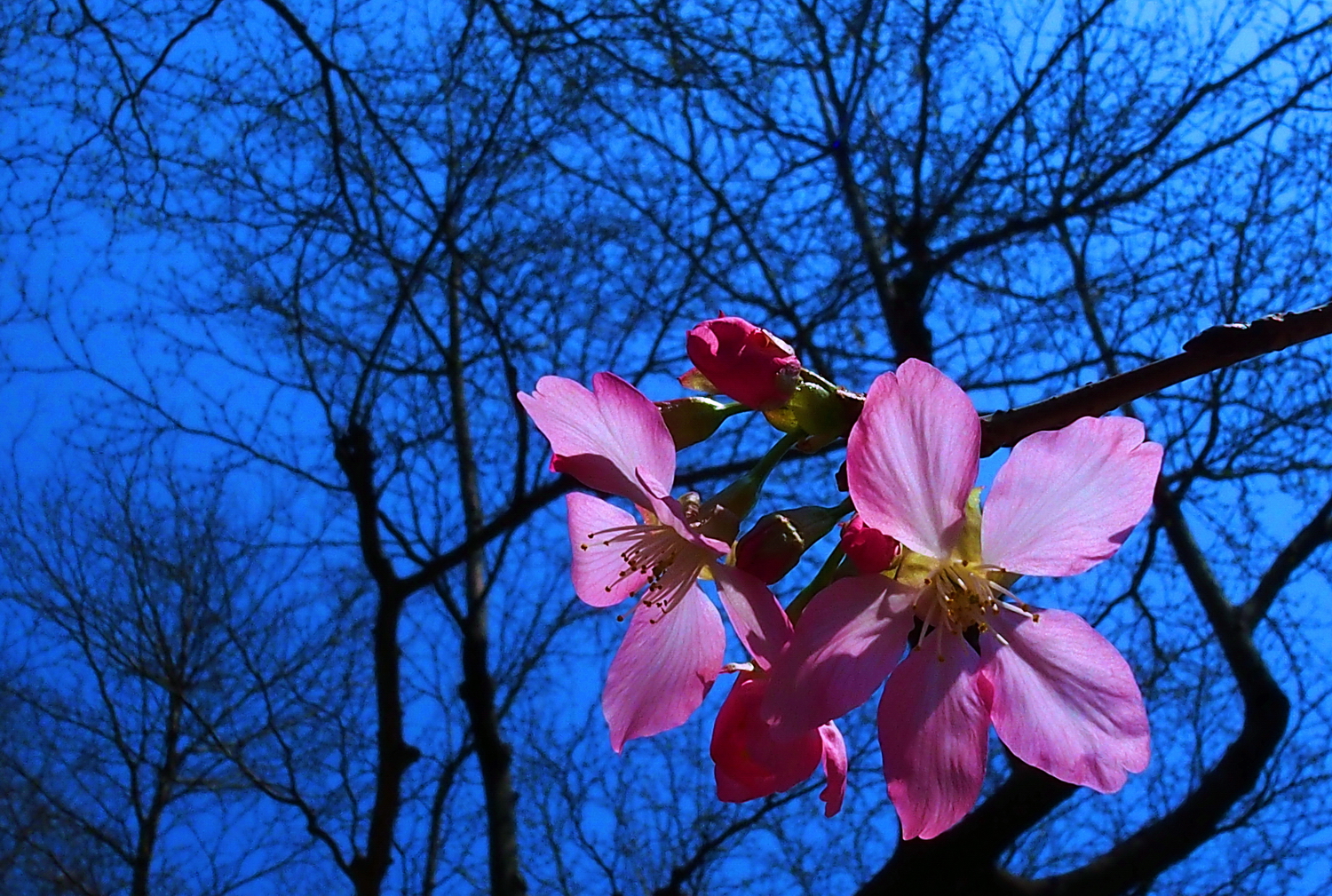 陳永鑑櫻桃花作品20250415g.JPG