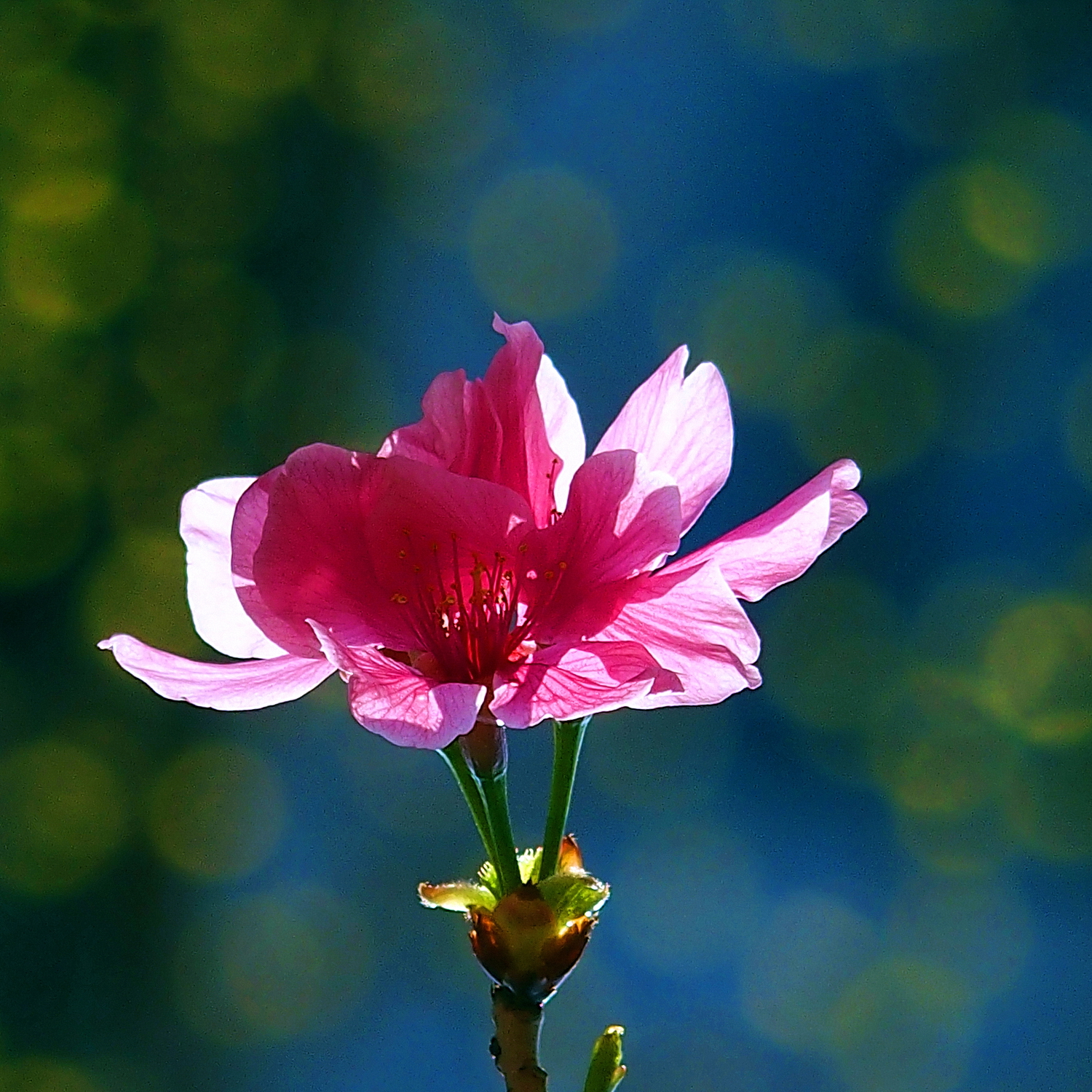 陳永鑑櫻桃花作品20250416n.JPG