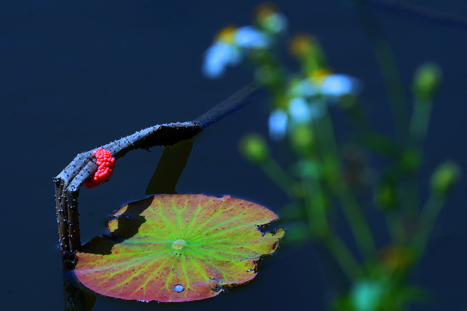 陳永鑑_荷花作品_20250416f.JPG