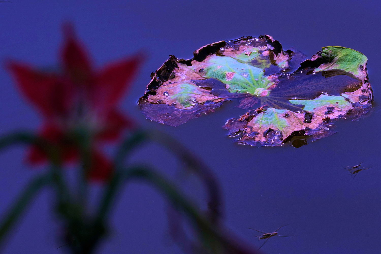 陳永鑑_荷花作品_20250416c.JPG