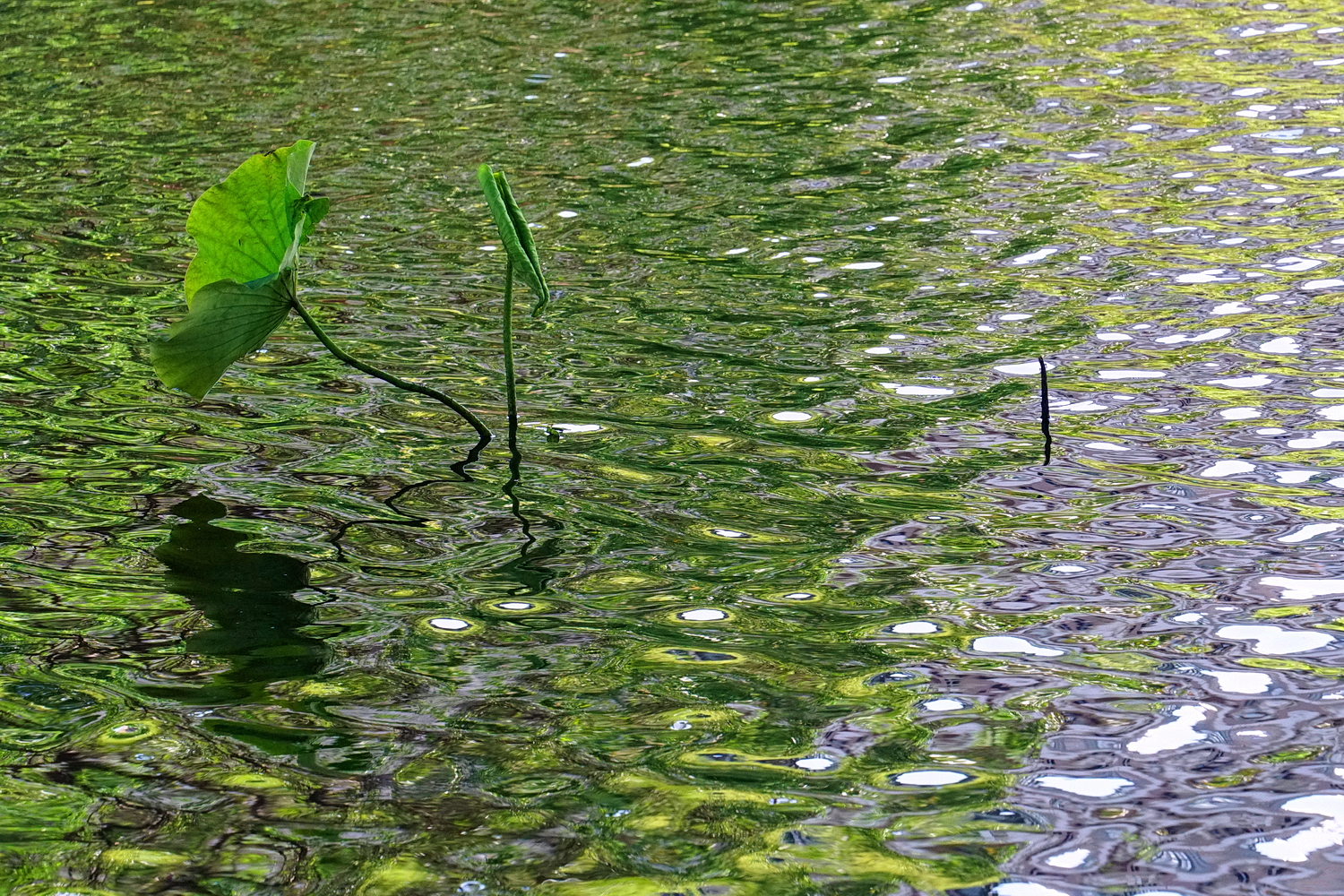 陳永鑑_荷花作品_20250416b.JPG