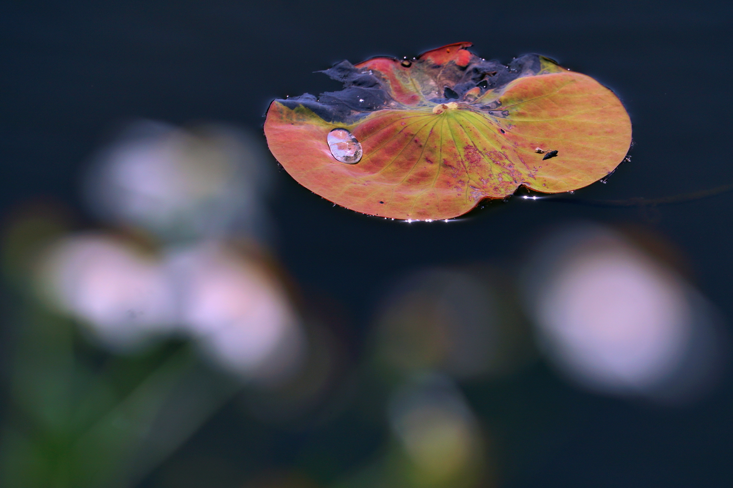 陳永鑑_荷花作品_20250417d.JPG