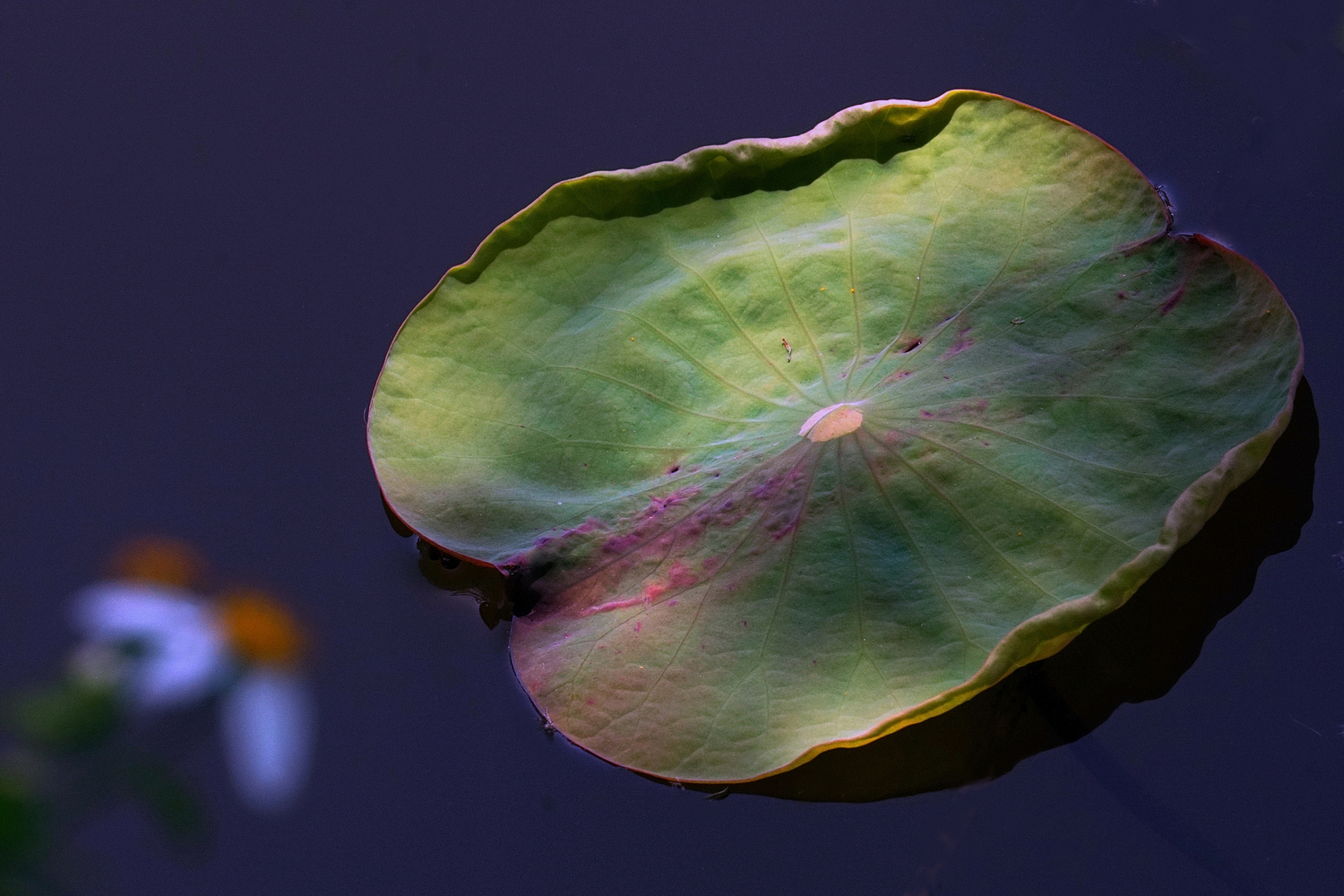 陳永鑑_荷花作品_20250417c.JPG