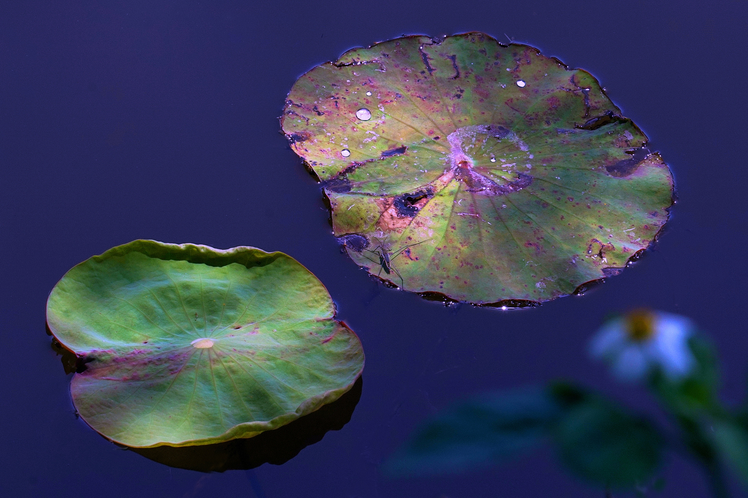陳永鑑_荷花作品_20250417b.JPG