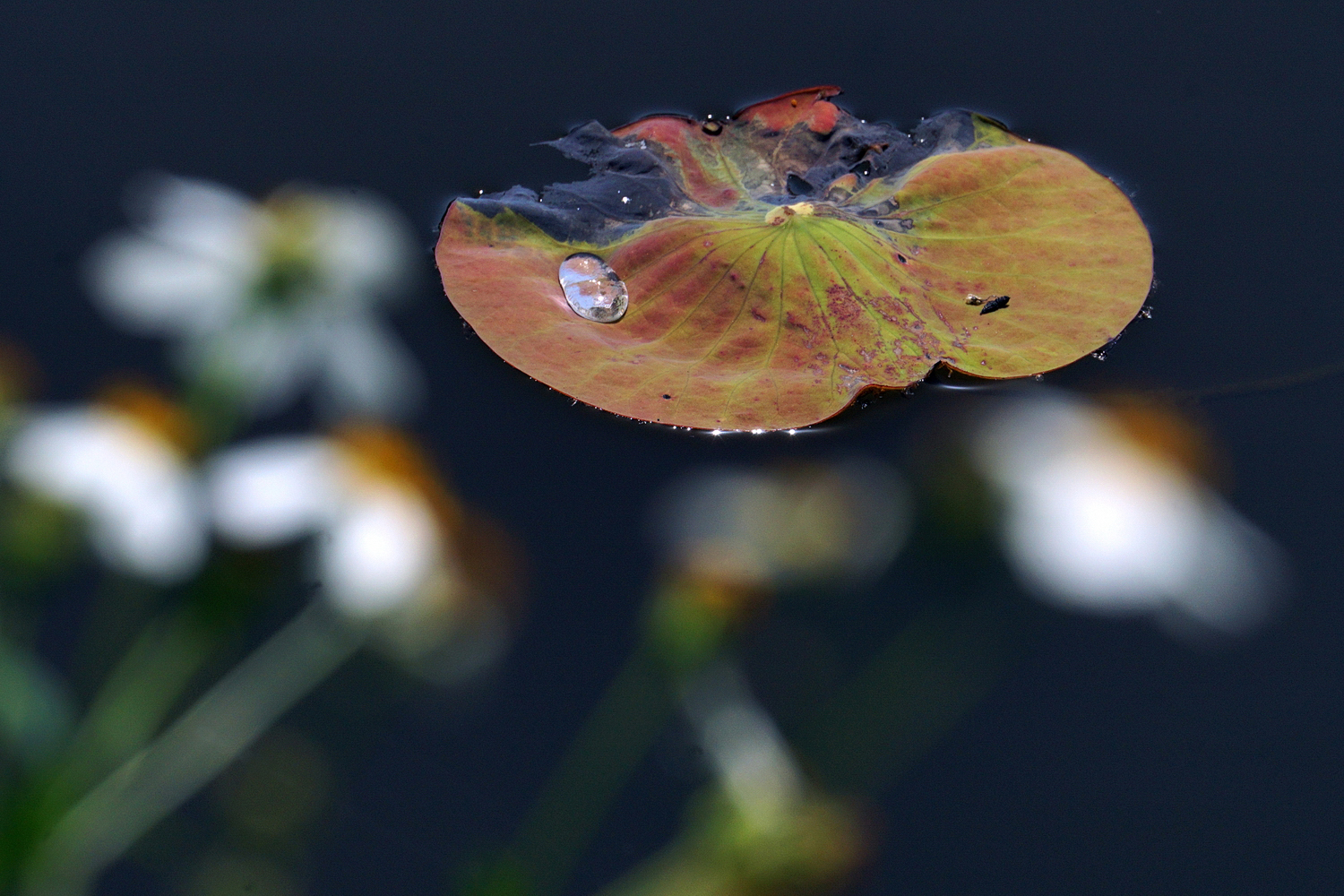 陳永鑑_荷花作品_20250417a.JPG