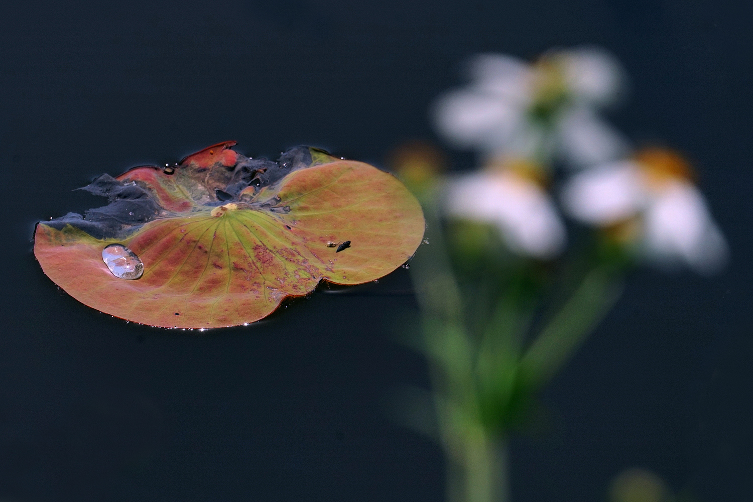 陳永鑑_荷花作品_20250416o.JPG
