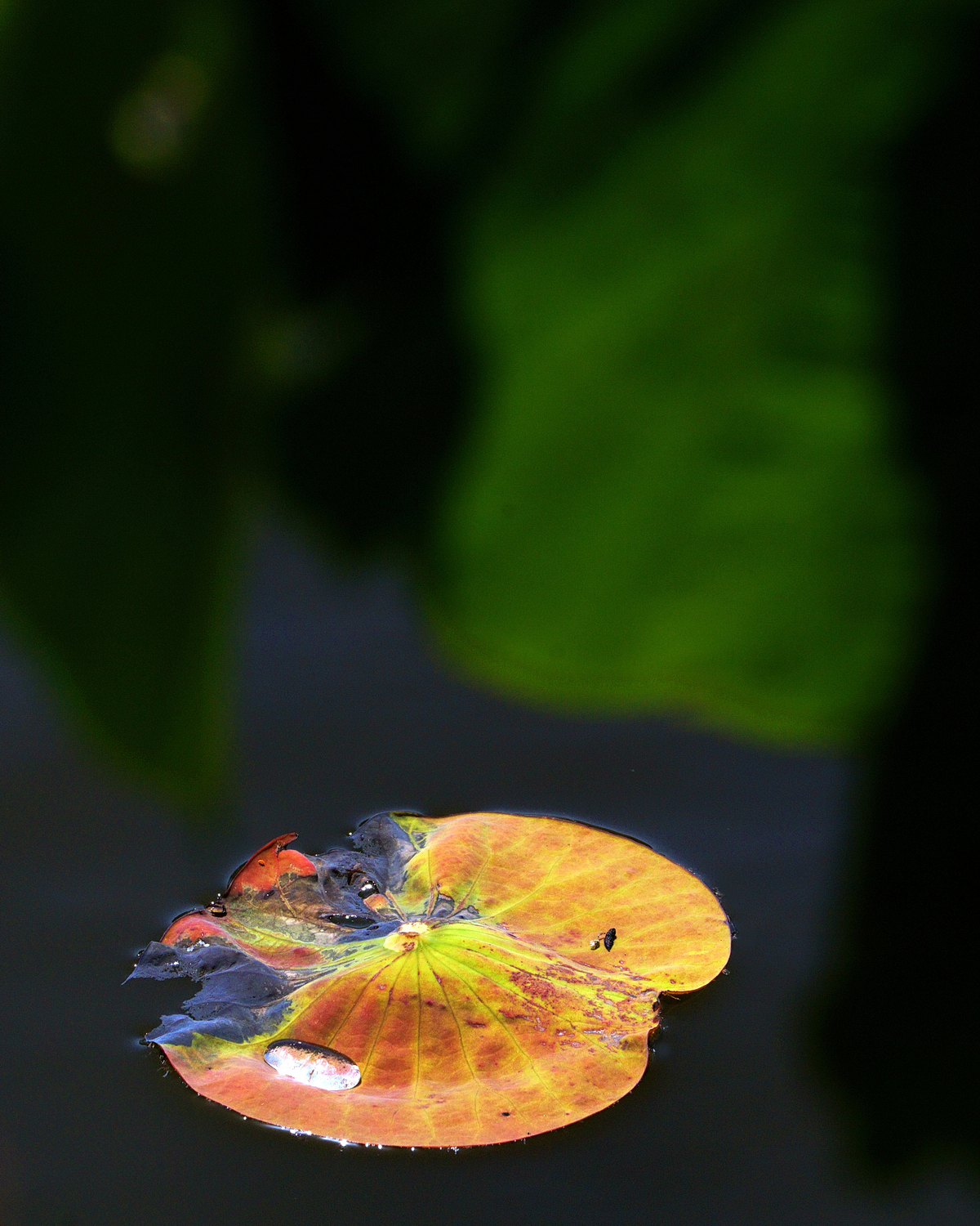 陳永鑑_荷花作品_20250417f.JPG