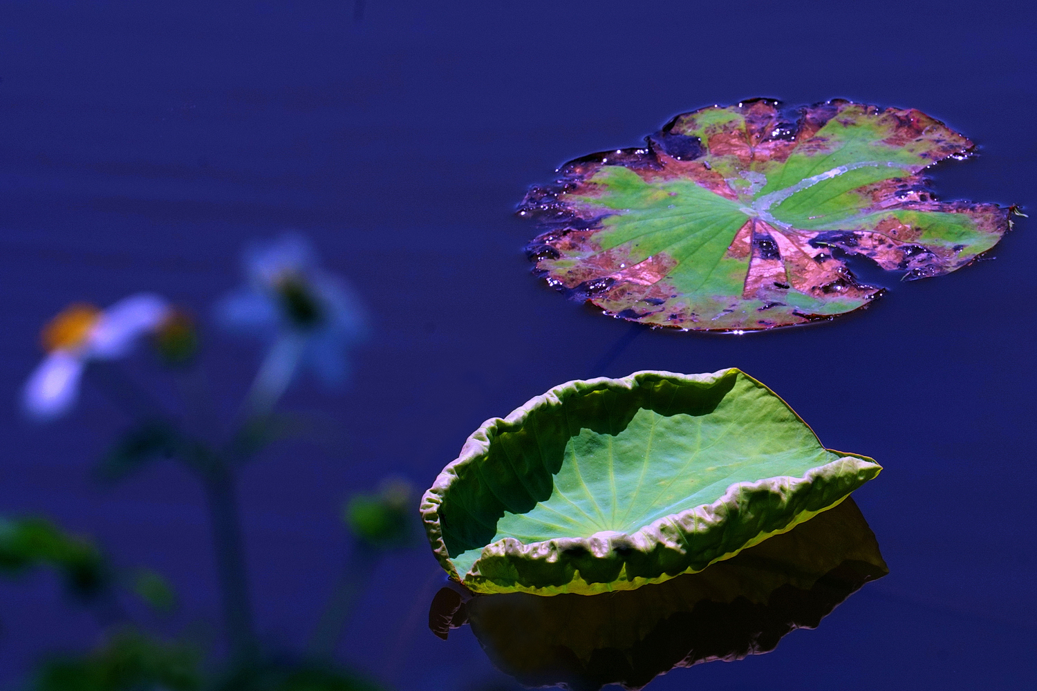 陳永鑑_荷花作品_20250417s.JPG