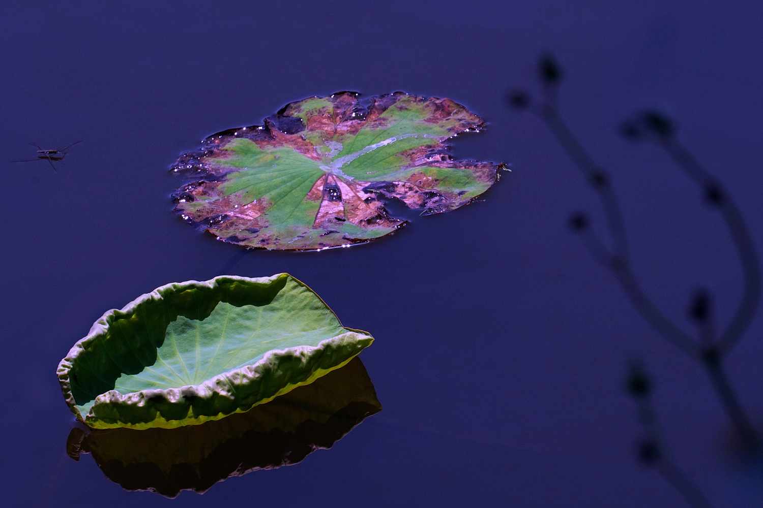 陳永鑑_荷花作品_20250417r.JPG