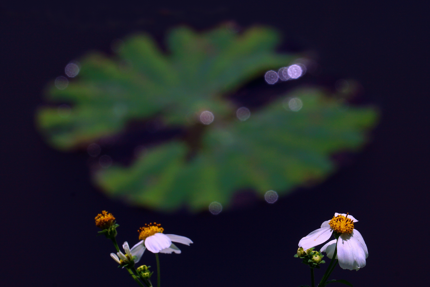 陳永鑑_荷花作品_20250417o.JPG