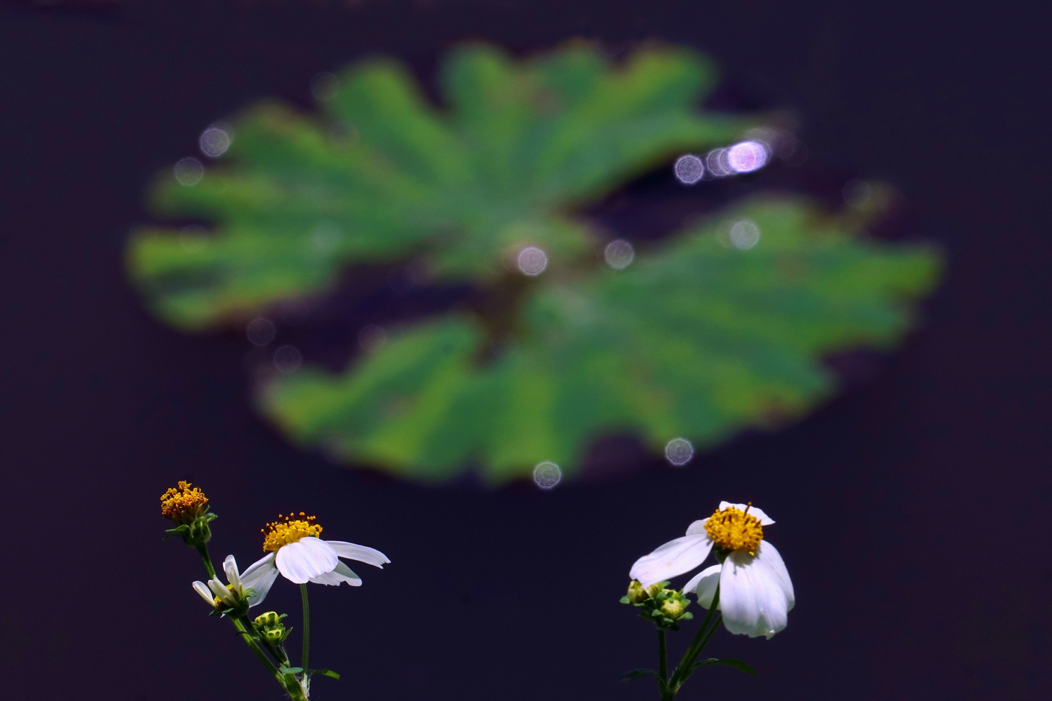 陳永鑑_荷花作品_20250417n.JPG