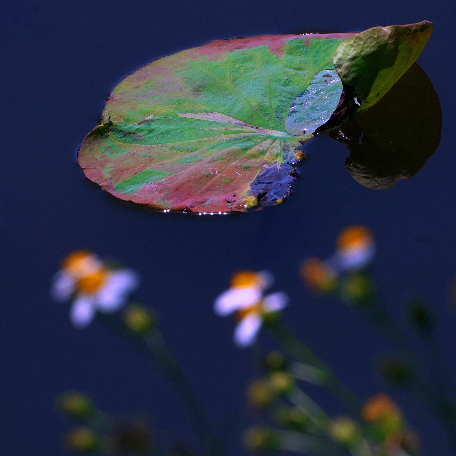 陳永鑑_荷花作品_20250418a.JPG